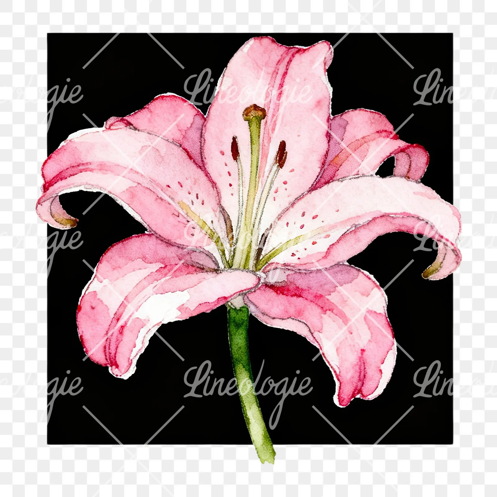 Watercolor white pink purple lily flower clipart 8 of 12 on a transparent background (PNG)