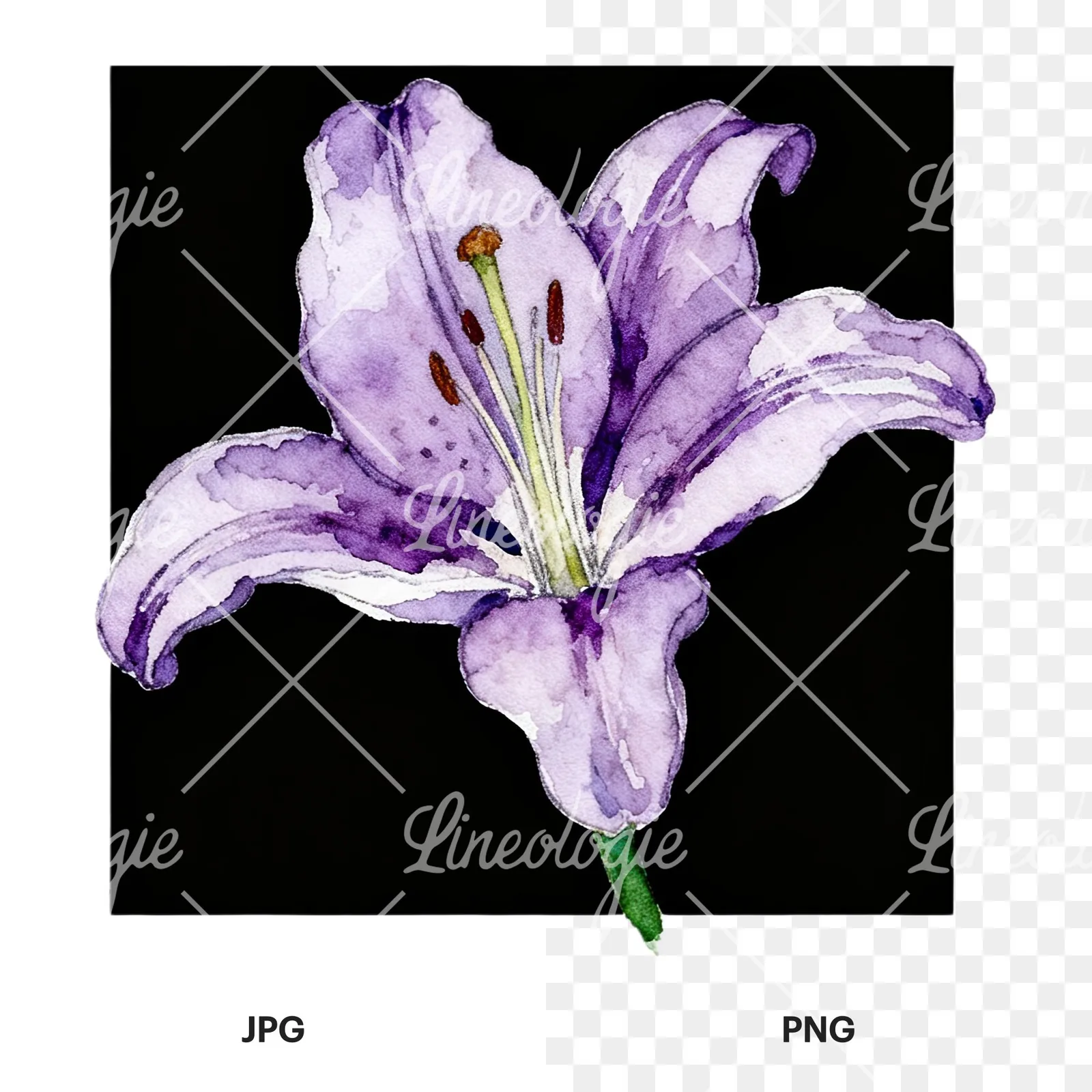 Watercolor white pink purple lily flower clipart 9 of 12, as a JPG on white and a transparent PNG