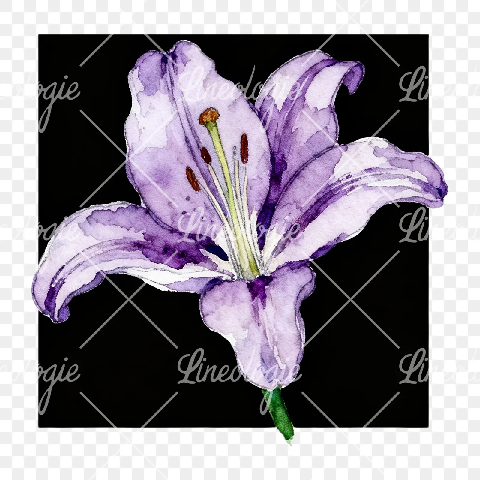 Watercolor white pink purple lily flower clipart 9 of 12 on a transparent background (PNG)