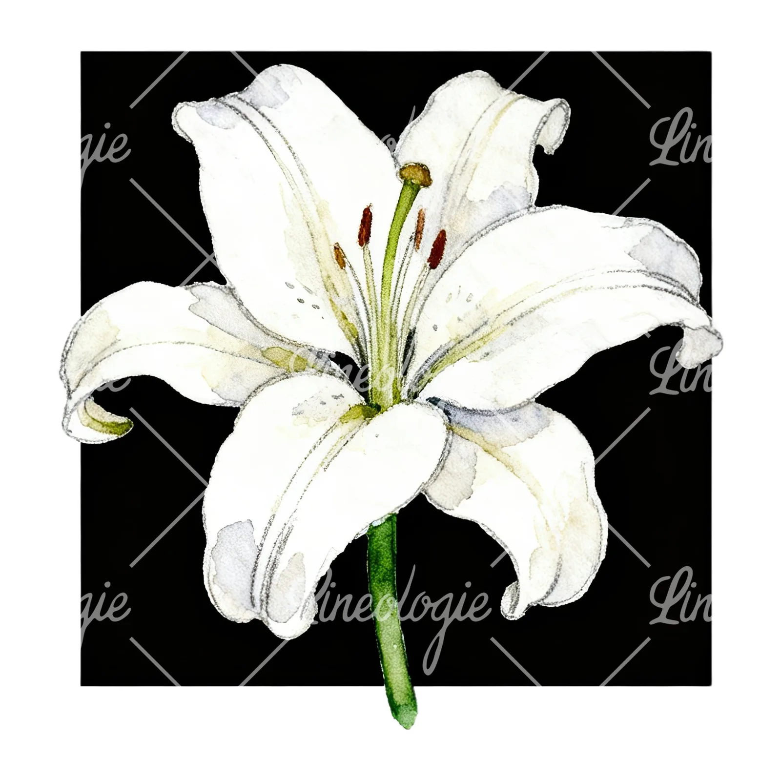 Watercolor white pink purple lily flower clipart 10 of 12 on a white background (JPG)