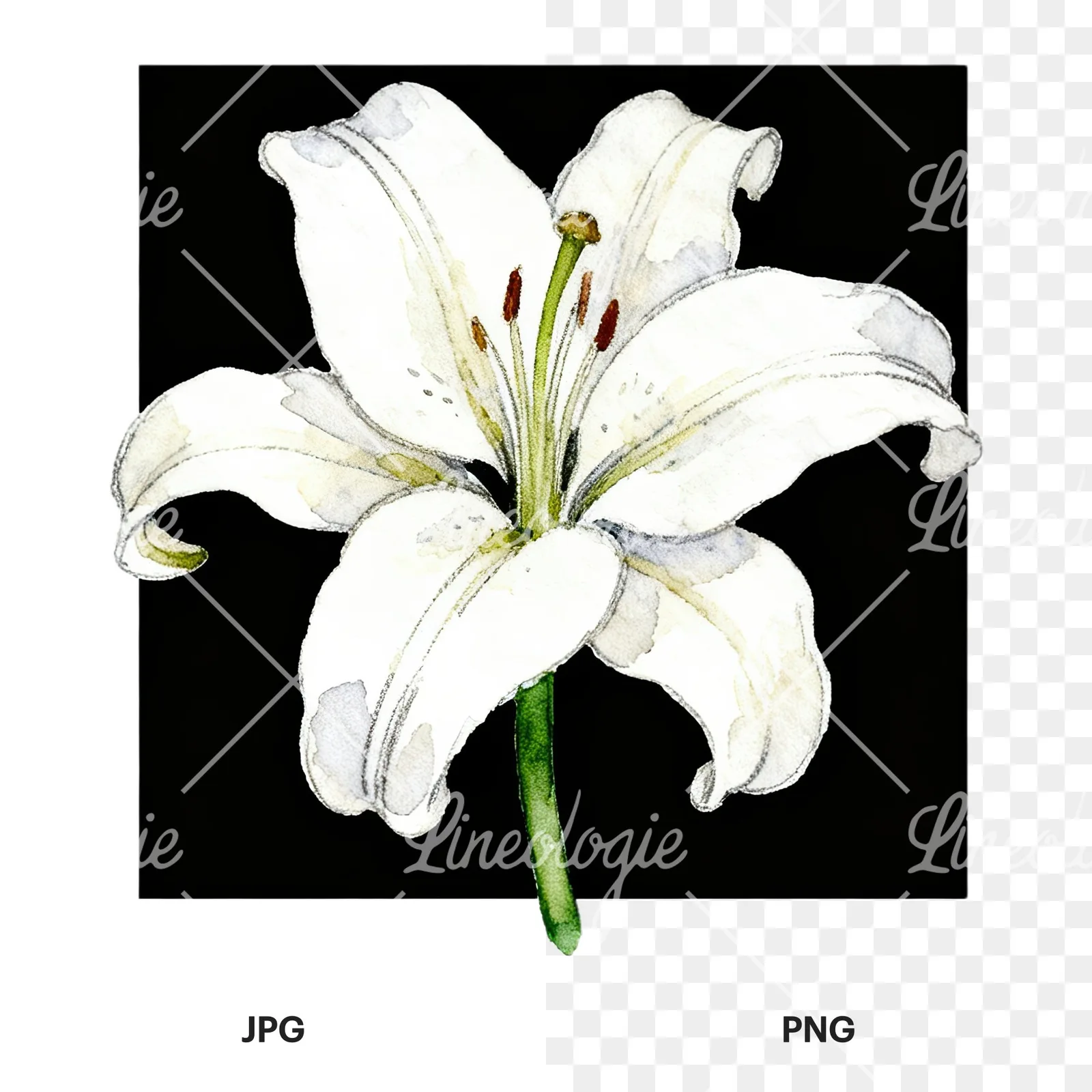Watercolor white pink purple lily flower clipart 10 of 12, as a JPG on white and a transparent PNG