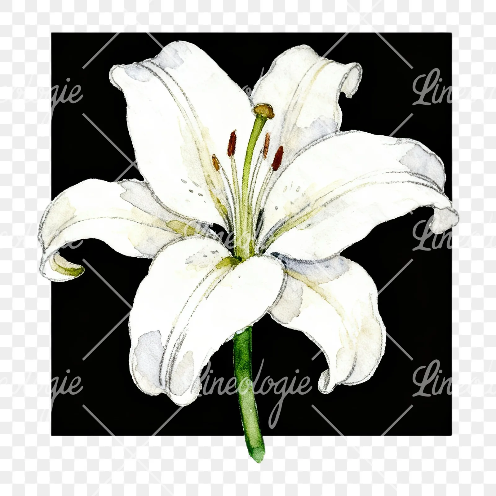Watercolor white pink purple lily flower clipart 10 of 12 on a transparent background (PNG)