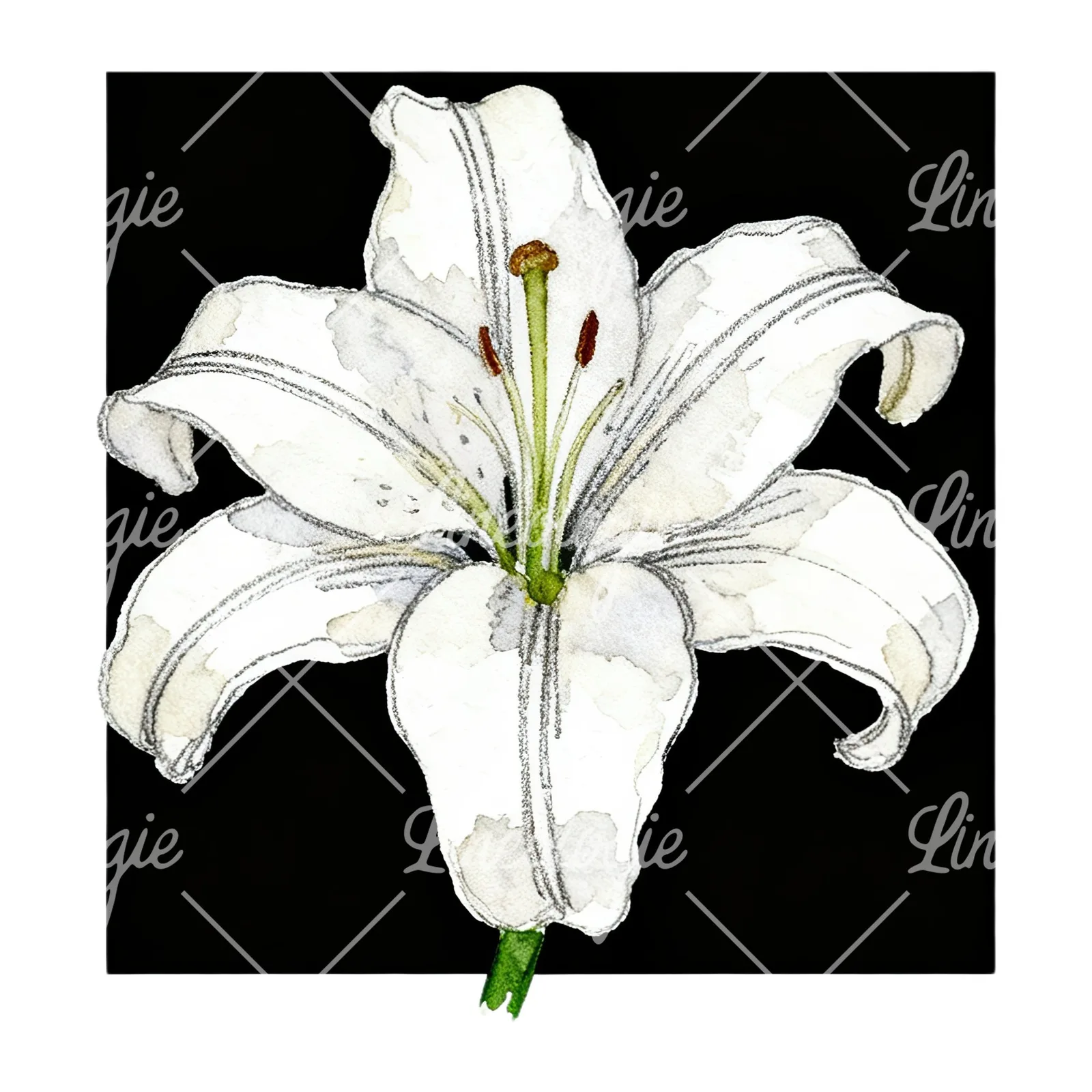 Watercolor white pink purple lily flower clipart 11 of 12 on a white background (JPG)
