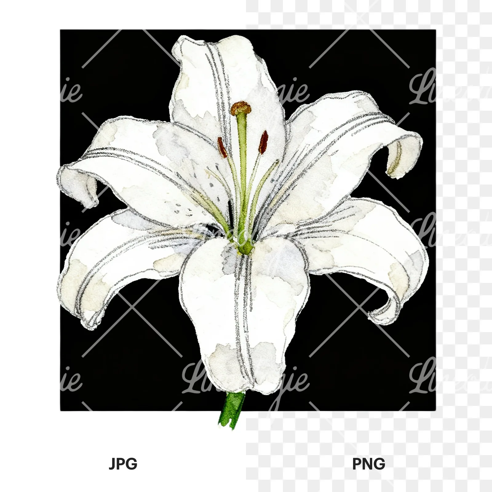 Watercolor white pink purple lily flower clipart 11 of 12, as a JPG on white and a transparent PNG