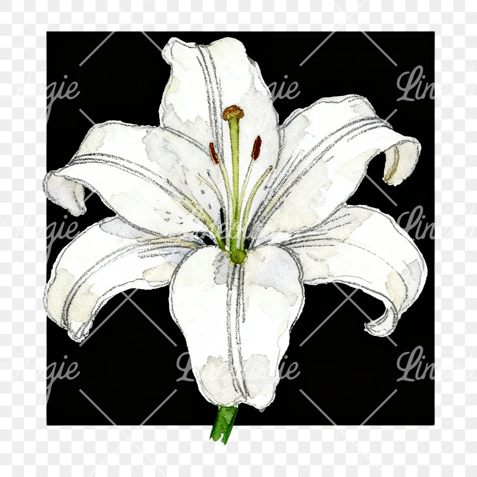 Watercolor white pink purple lily flower clipart 11 of 12 on a transparent background (PNG)