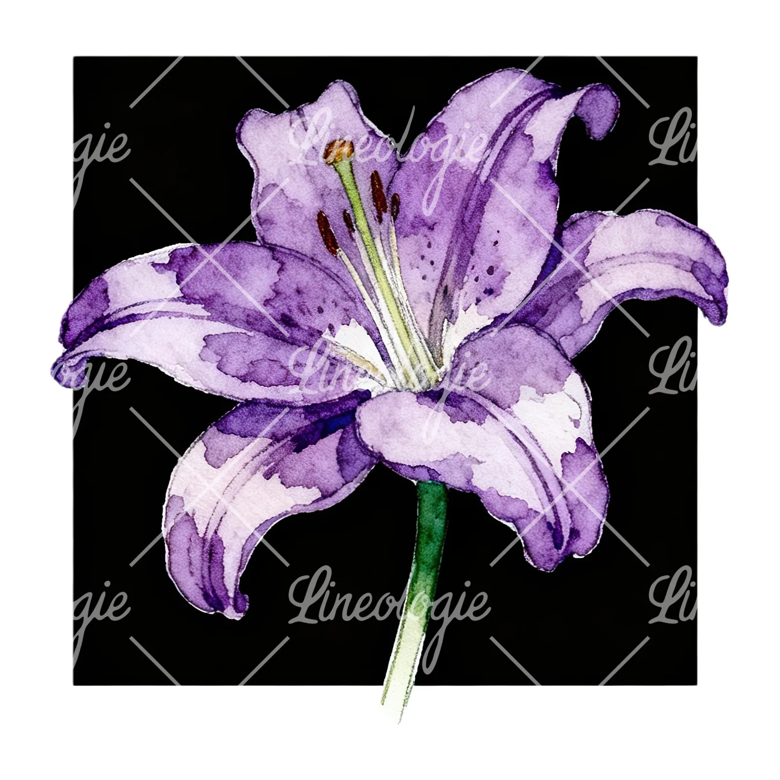 Watercolor white pink purple lily flower clipart 12 of 12 on a white background (JPG)