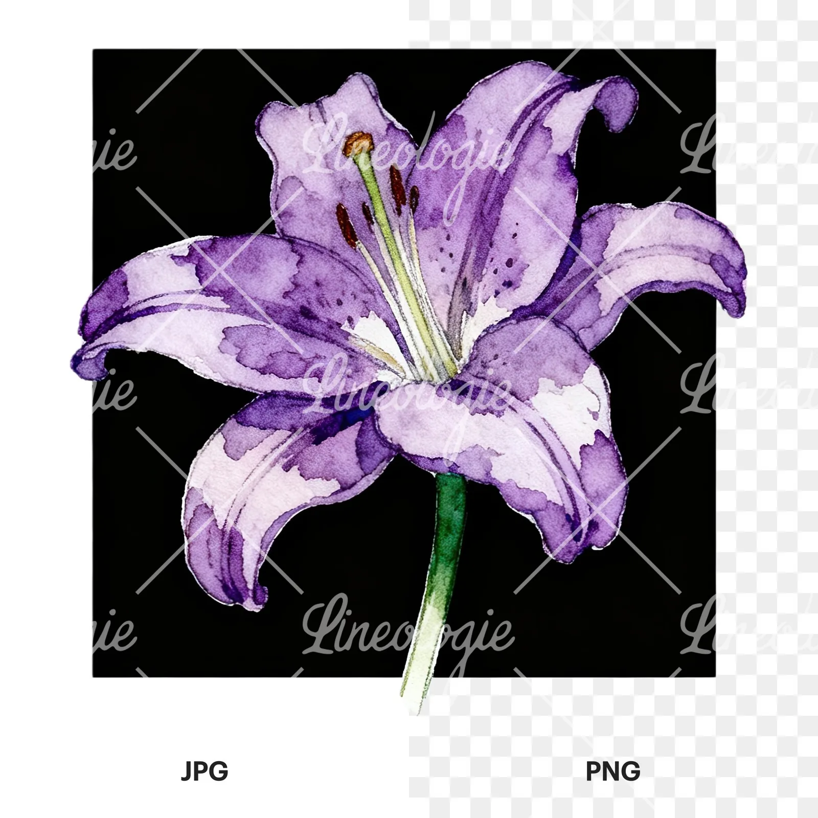 Watercolor white pink purple lily flower clipart 12 of 12, as a JPG on white and a transparent PNG