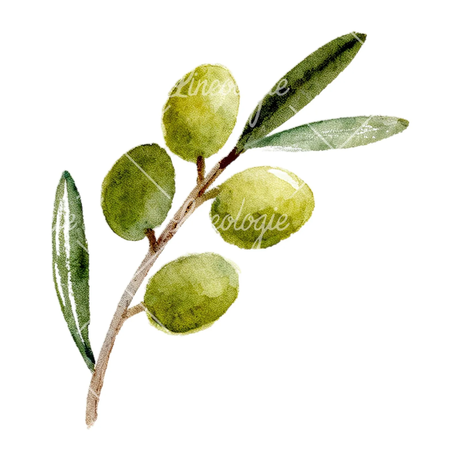 Watercolor olive branch with slender leaves clipart 1 of 12 on a white background (JPG)