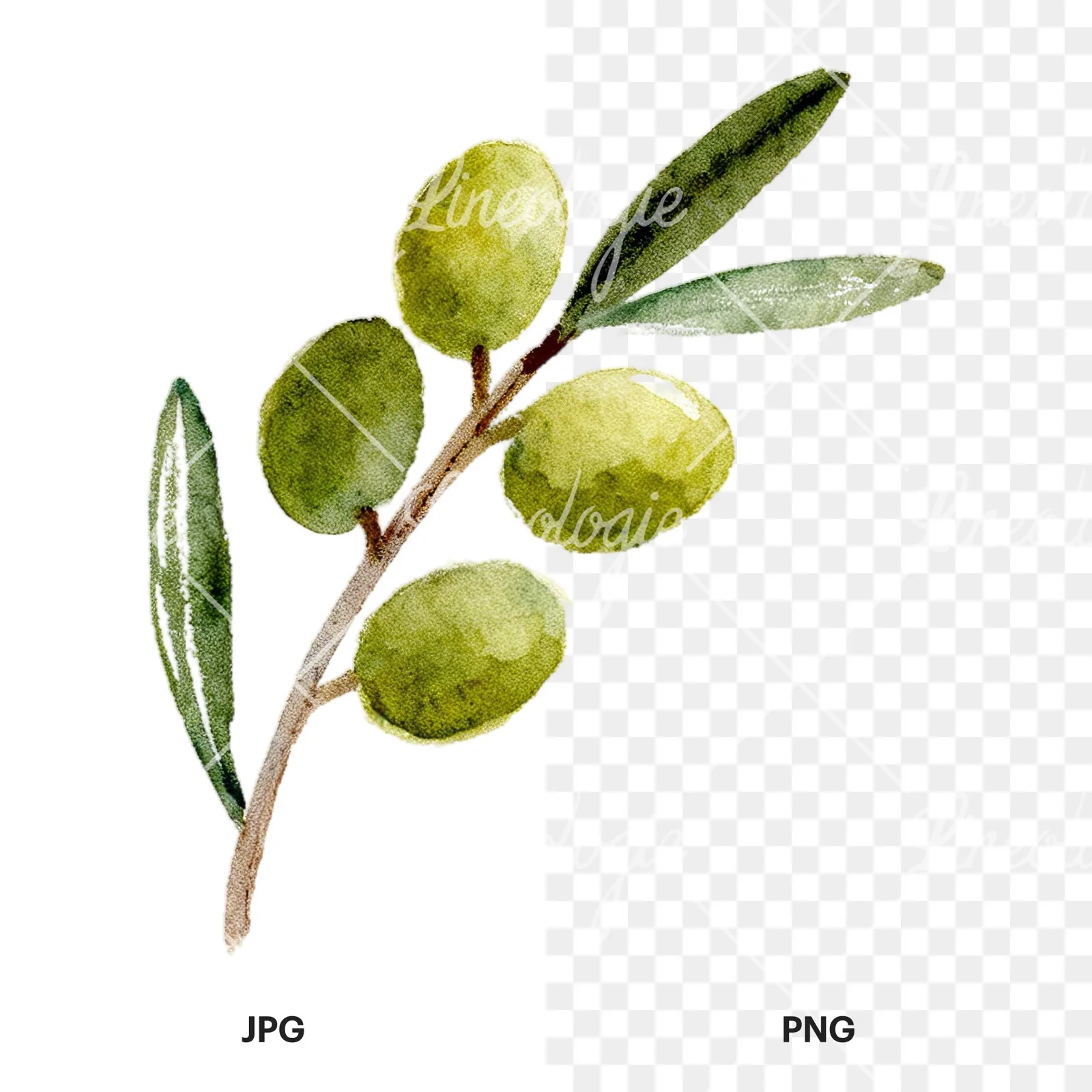 Watercolor olive branch with slender leaves clipart 1 of 12, as a JPG on white and a transparent PNG