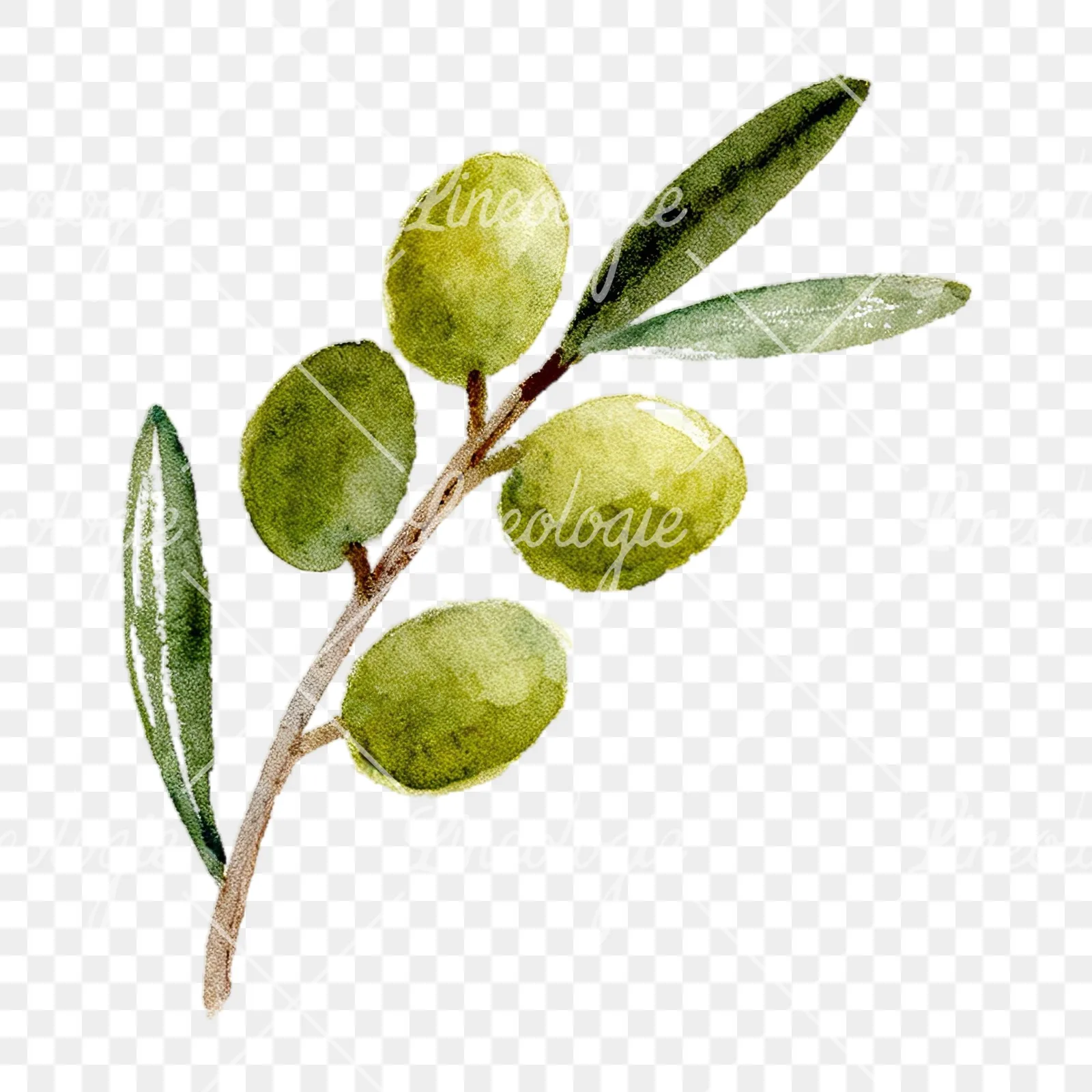 Watercolor olive branch with slender leaves clipart 1 of 12 on a transparent background (PNG)