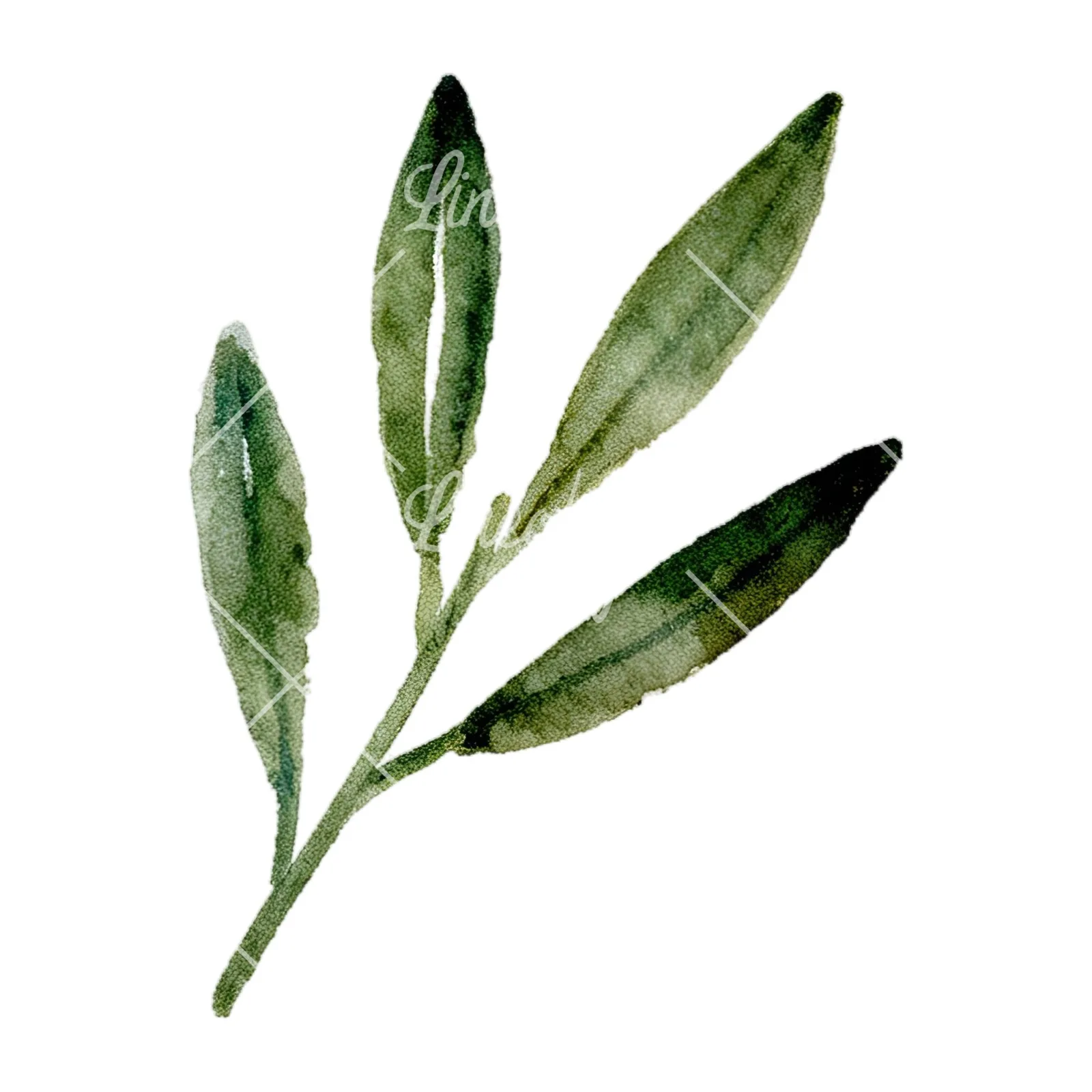 Watercolor olive branch with slender leaves clipart 2 of 12 on a white background (JPG)