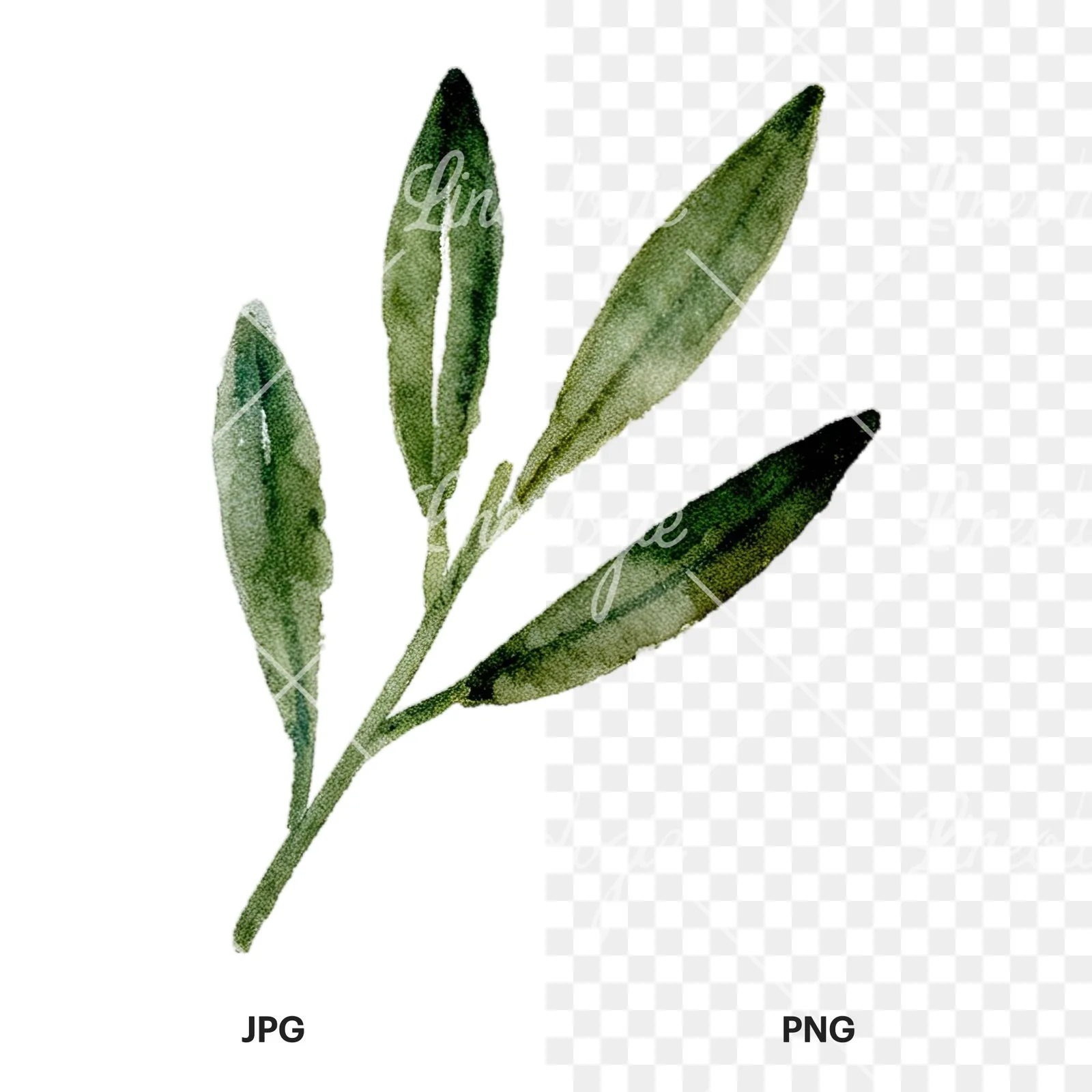Watercolor olive branch with slender leaves clipart 2 of 12, as a JPG on white and a transparent PNG