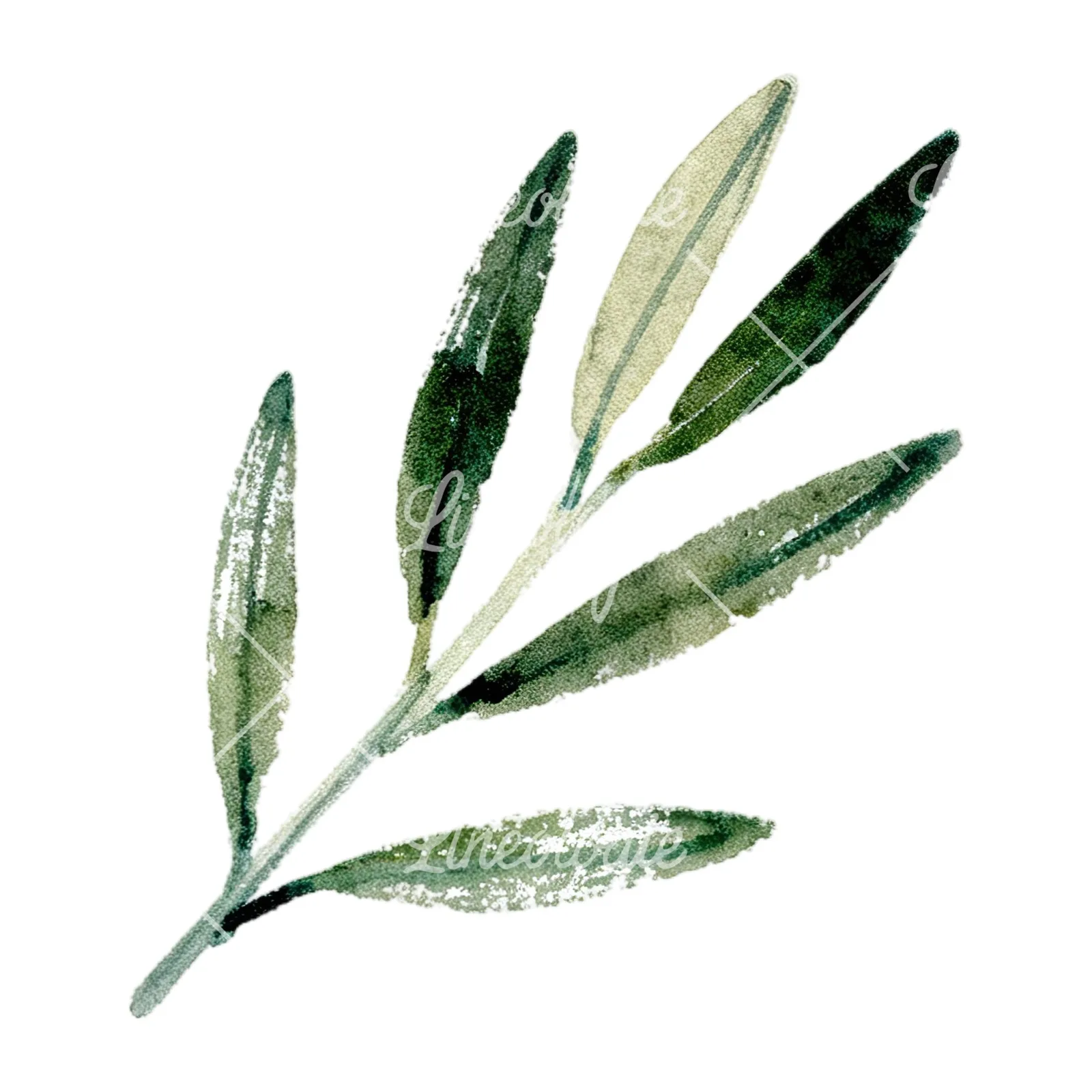 Watercolor olive branch with slender leaves clipart 3 of 12 on a white background (JPG)