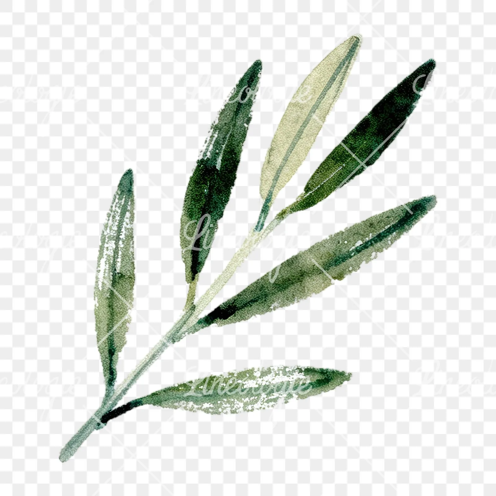 Watercolor olive branch with slender leaves clipart 3 of 12 on a transparent background (PNG)