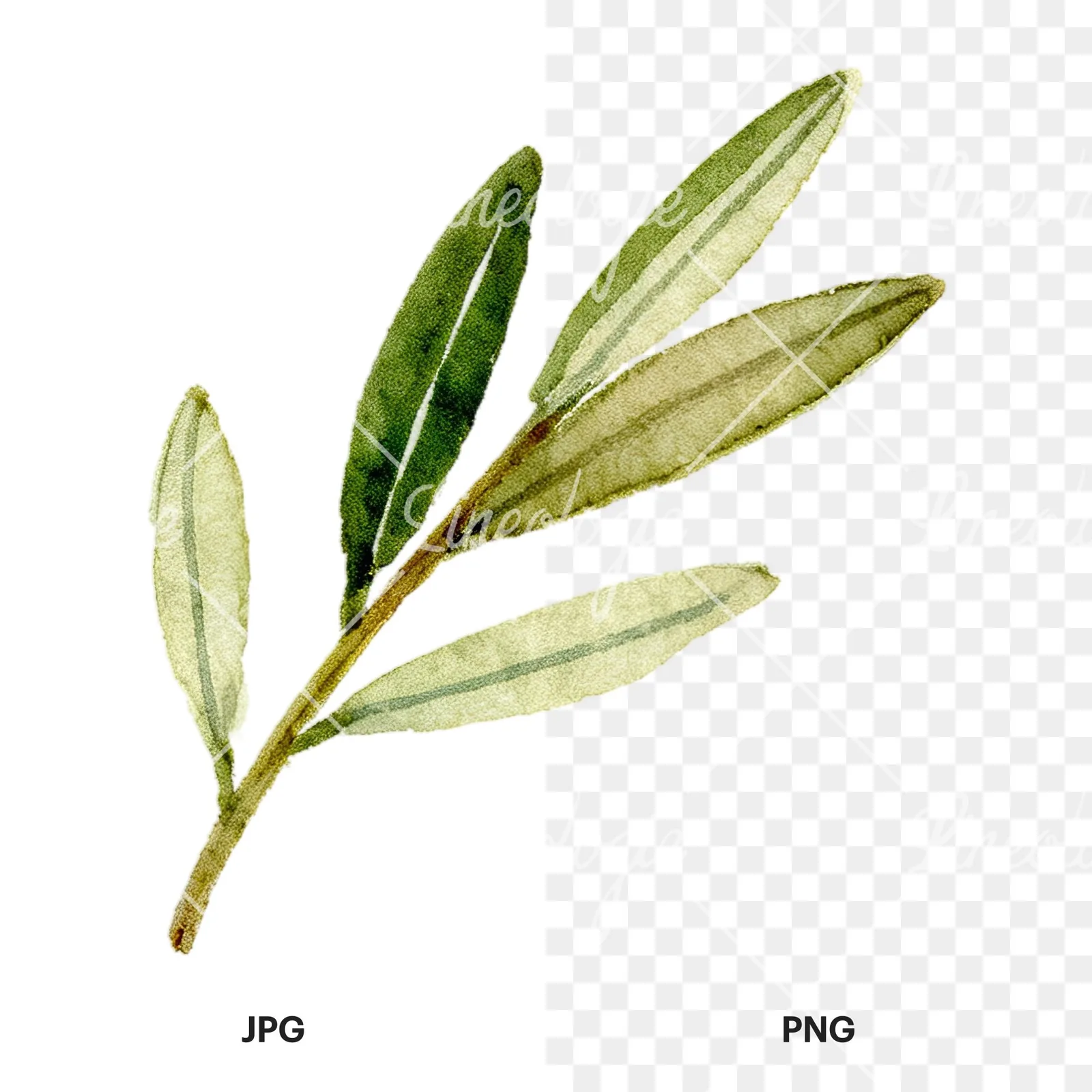 Watercolor olive branch with slender leaves clipart 4 of 12, as a JPG on white and a transparent PNG