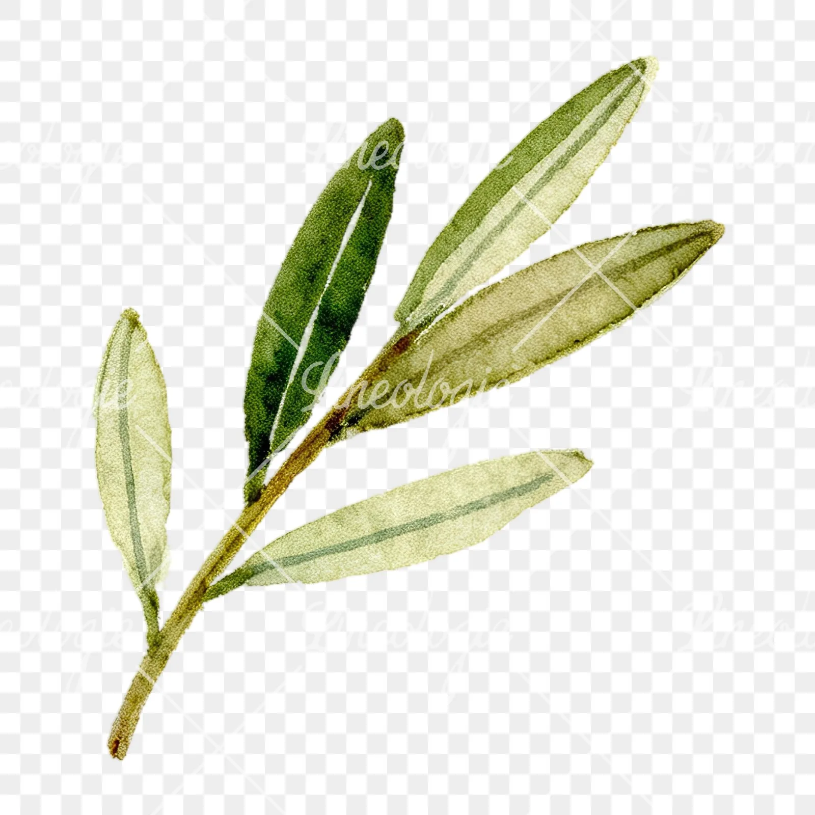 Watercolor olive branch with slender leaves clipart 4 of 12 on a transparent background (PNG)
