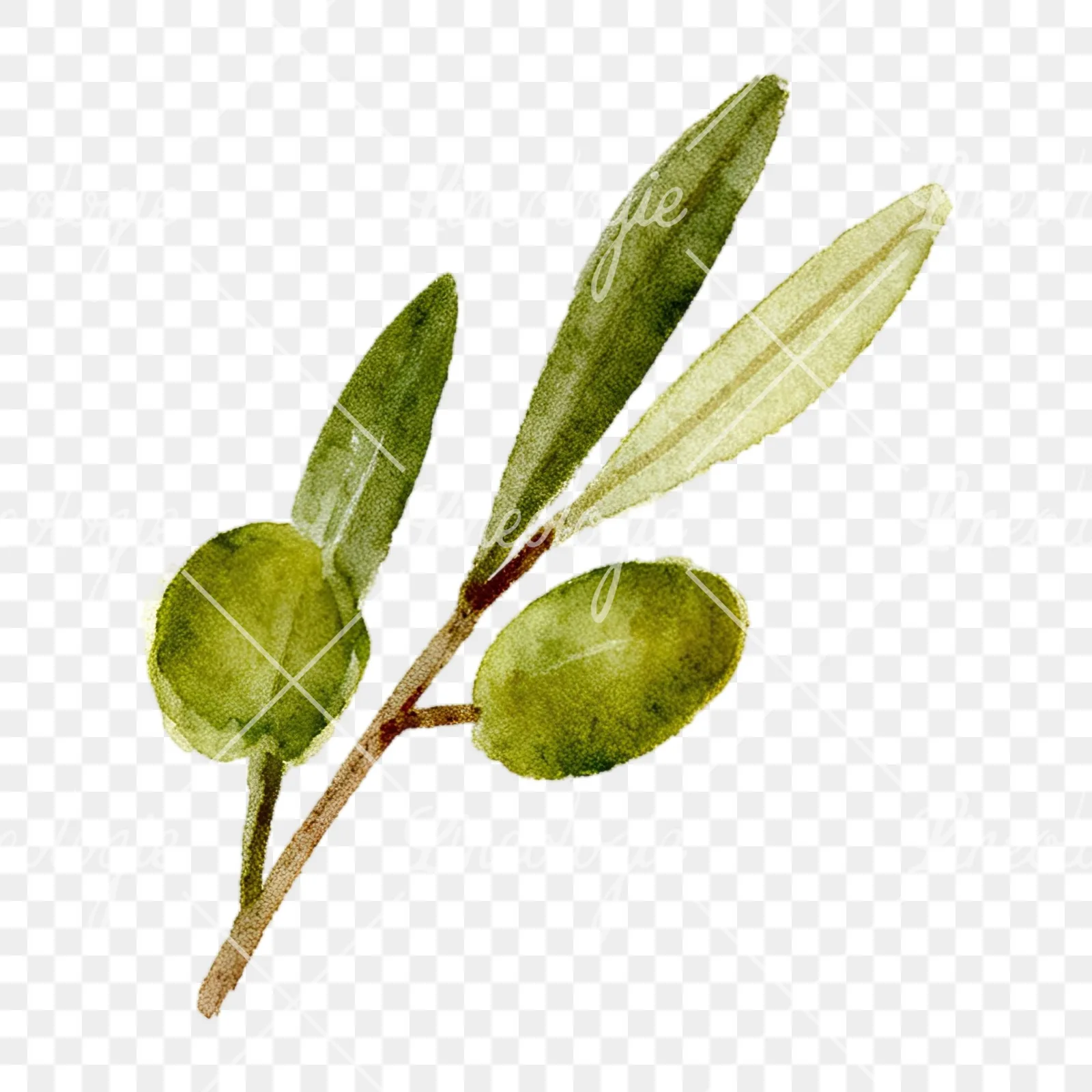 Watercolor olive branch with slender leaves clipart 5 of 12 on a transparent background (PNG)