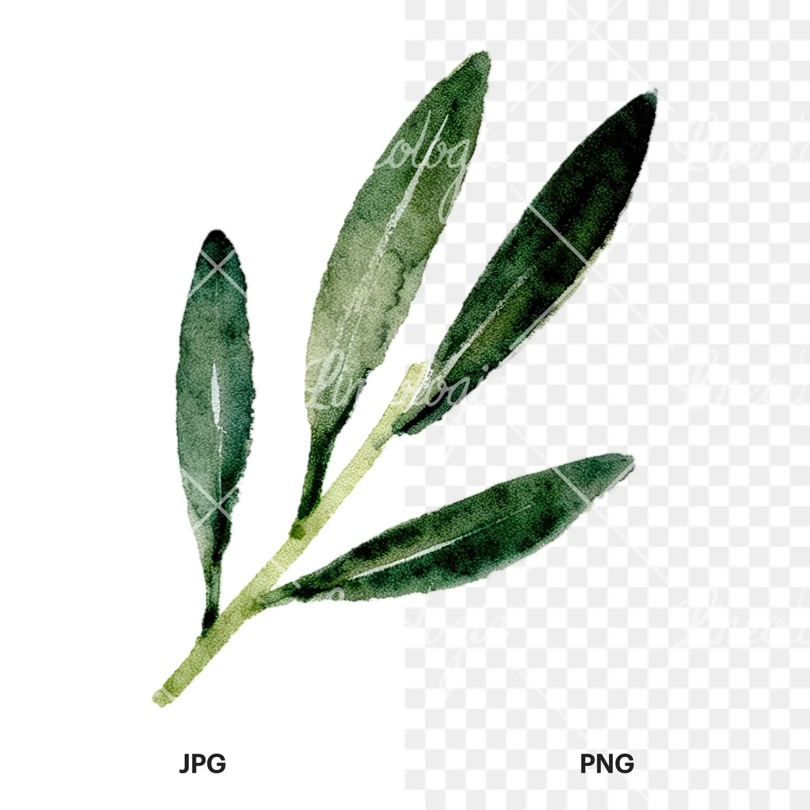 Watercolor olive branch with slender leaves clipart 6 of 12, as a JPG on white and a transparent PNG