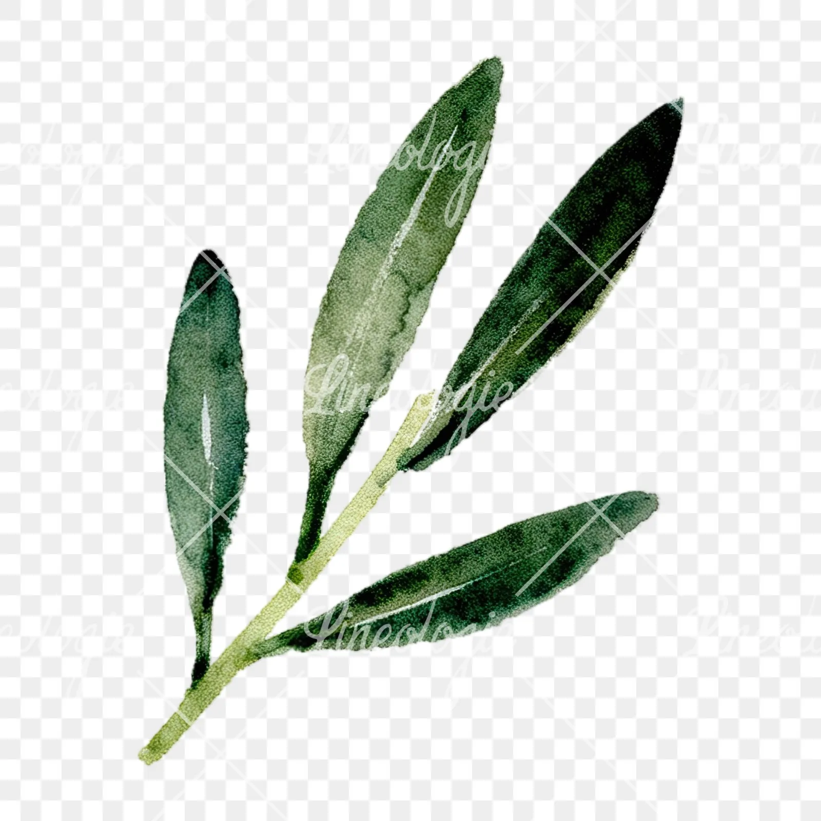 Watercolor olive branch with slender leaves clipart 6 of 12 on a transparent background (PNG)
