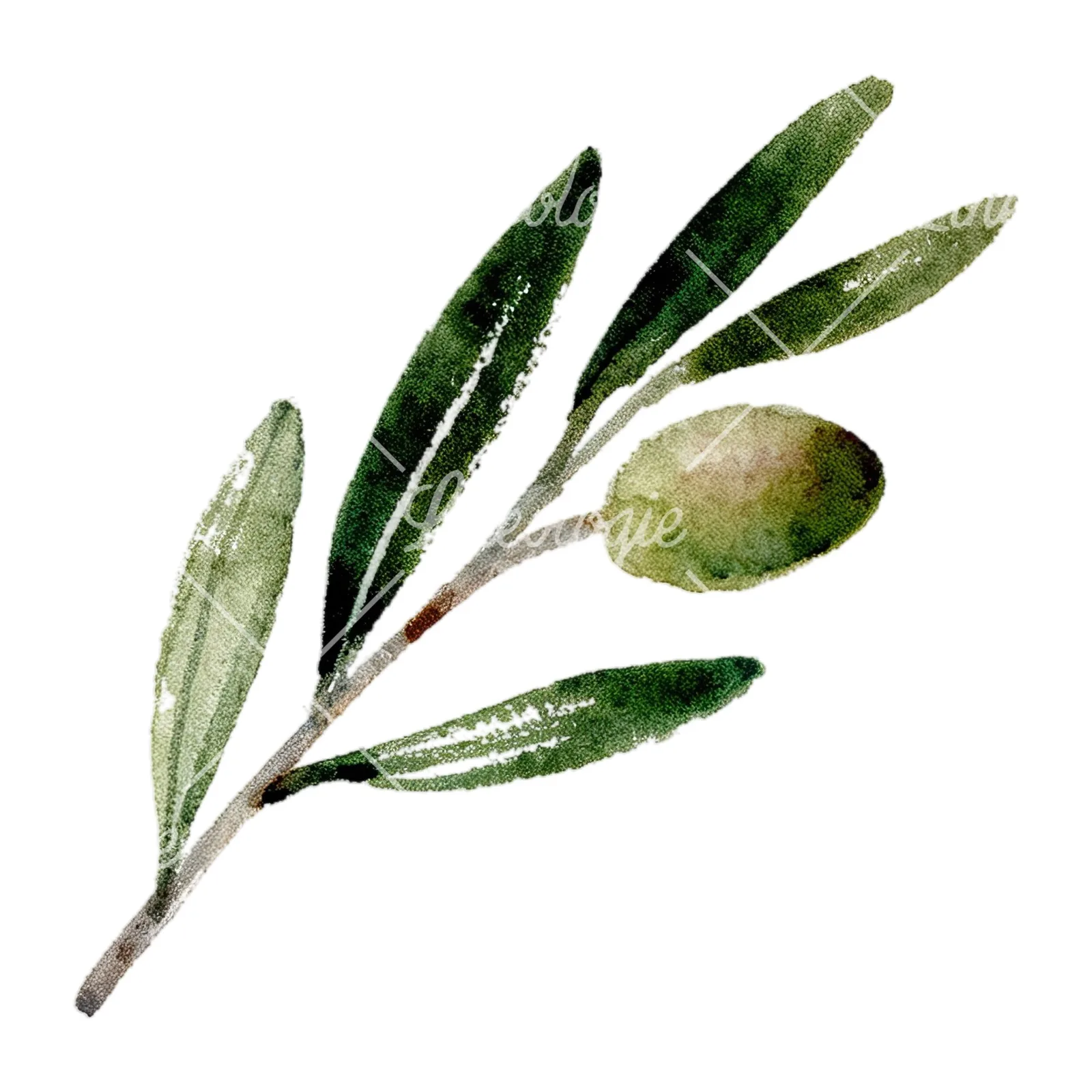 Watercolor olive branch with slender leaves clipart 7 of 12 on a white background (JPG)