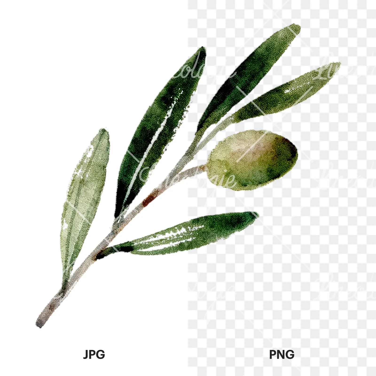 Watercolor olive branch with slender leaves clipart 7 of 12, as a JPG on white and a transparent PNG