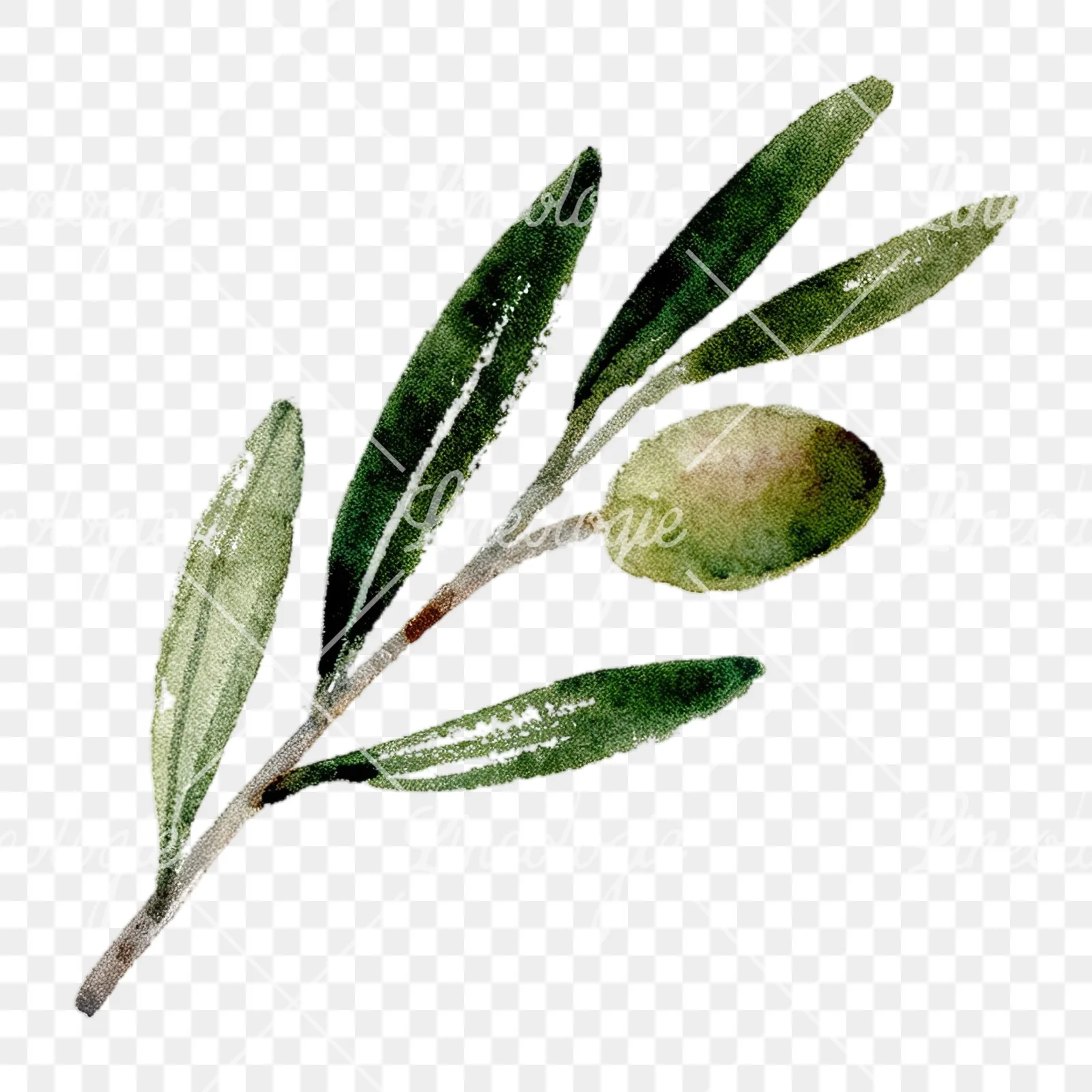 Watercolor olive branch with slender leaves clipart 7 of 12 on a transparent background (PNG)