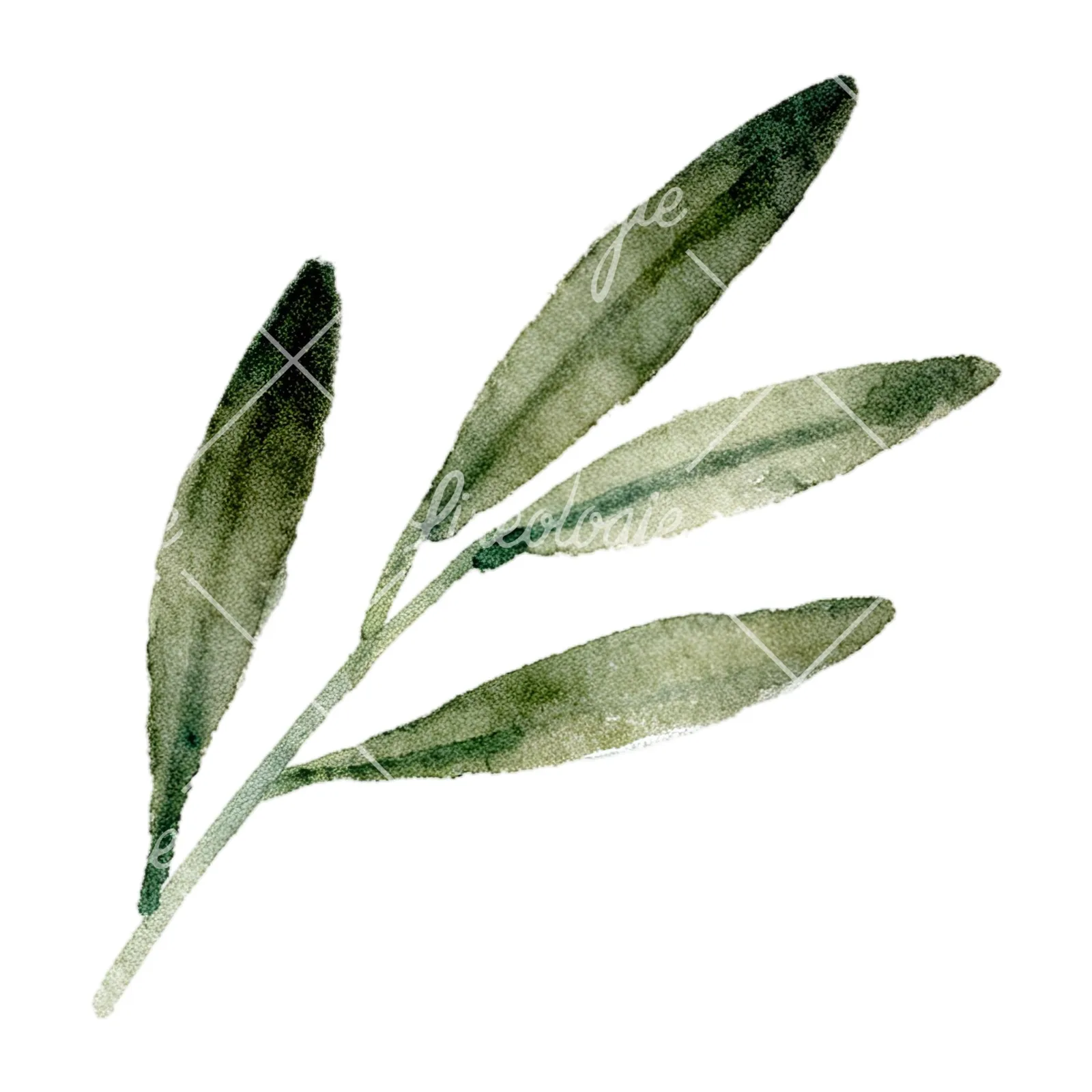Watercolor olive branch with slender leaves clipart 8 of 12 on a white background (JPG)