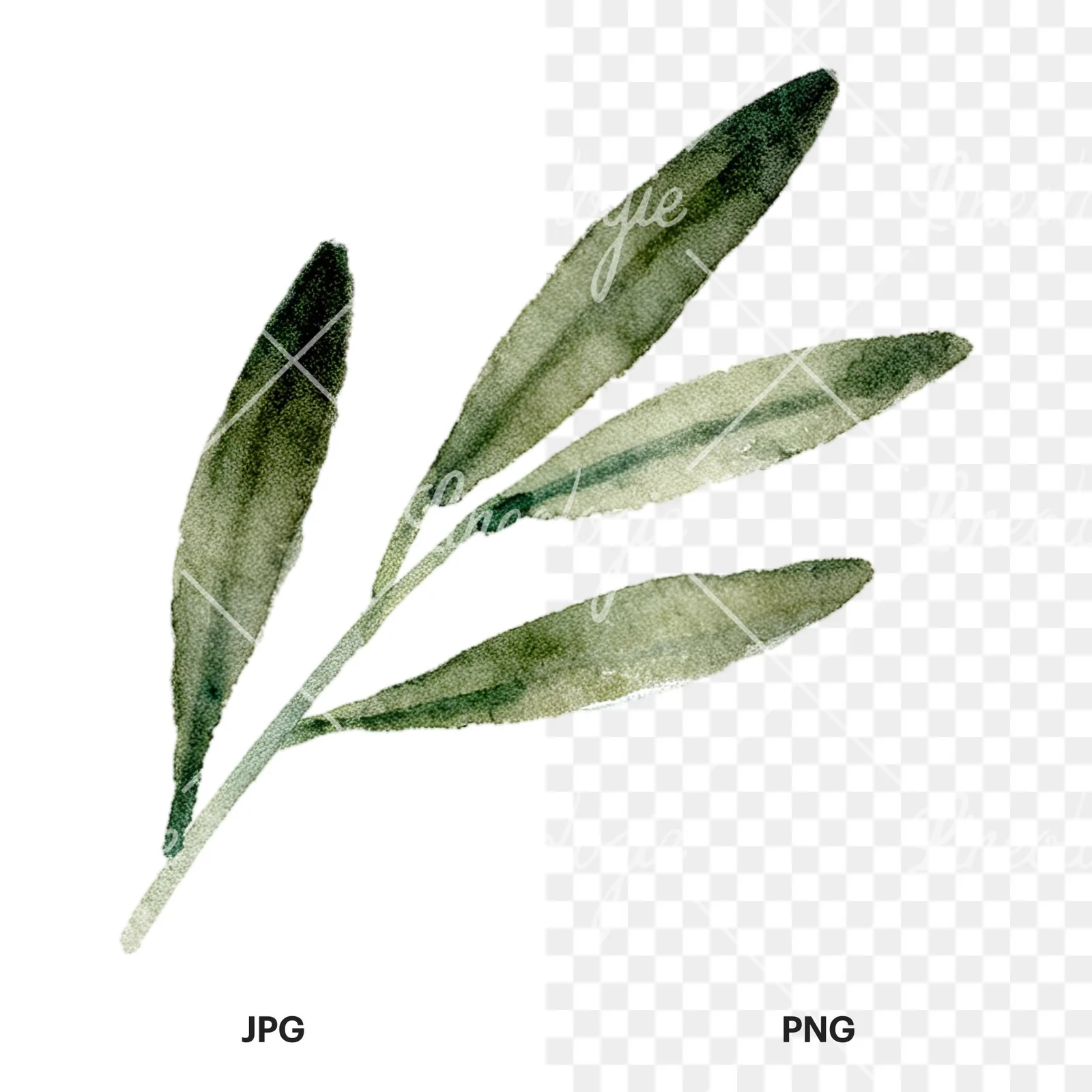 Watercolor olive branch with slender leaves clipart 8 of 12, as a JPG on white and a transparent PNG