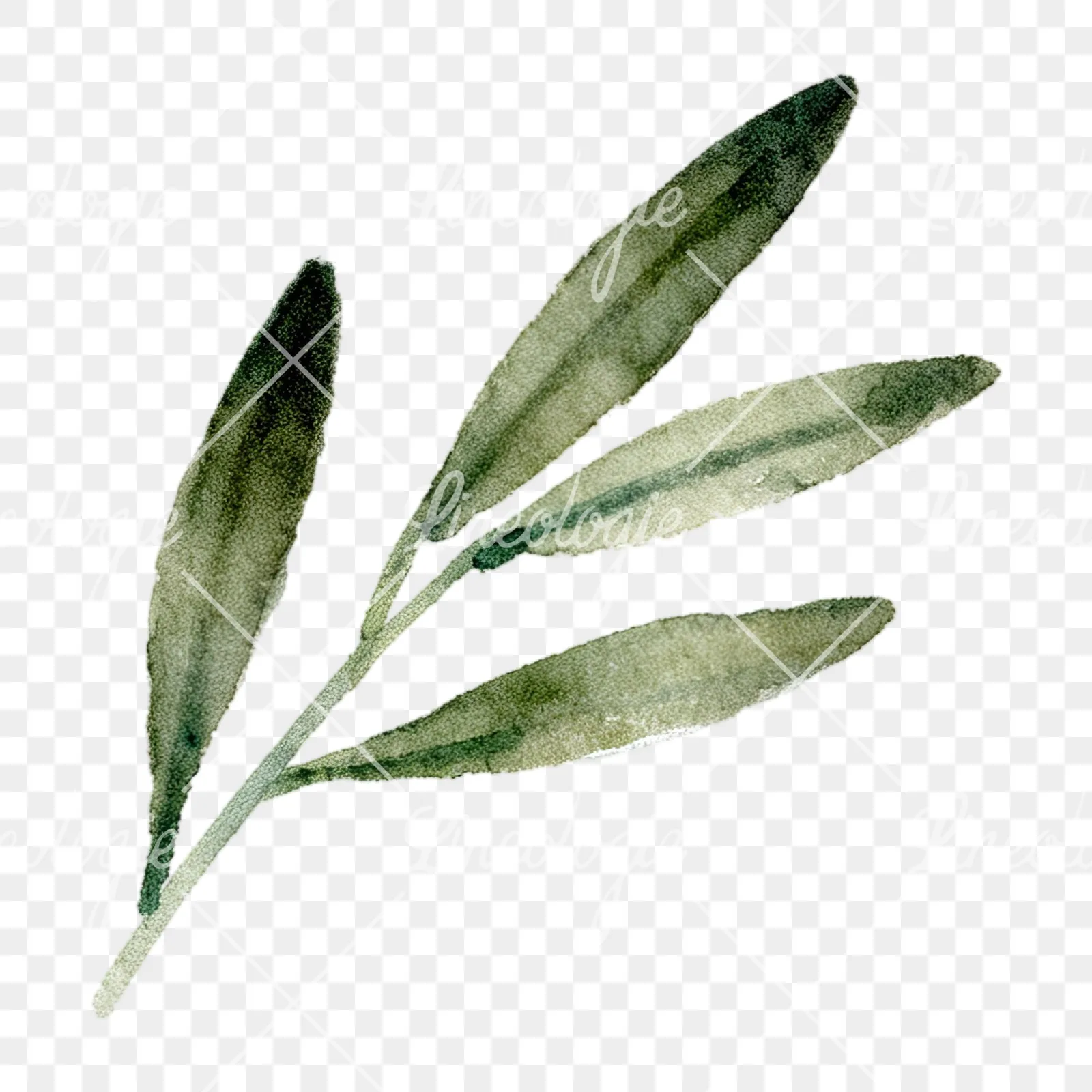 Watercolor olive branch with slender leaves clipart 8 of 12 on a transparent background (PNG)