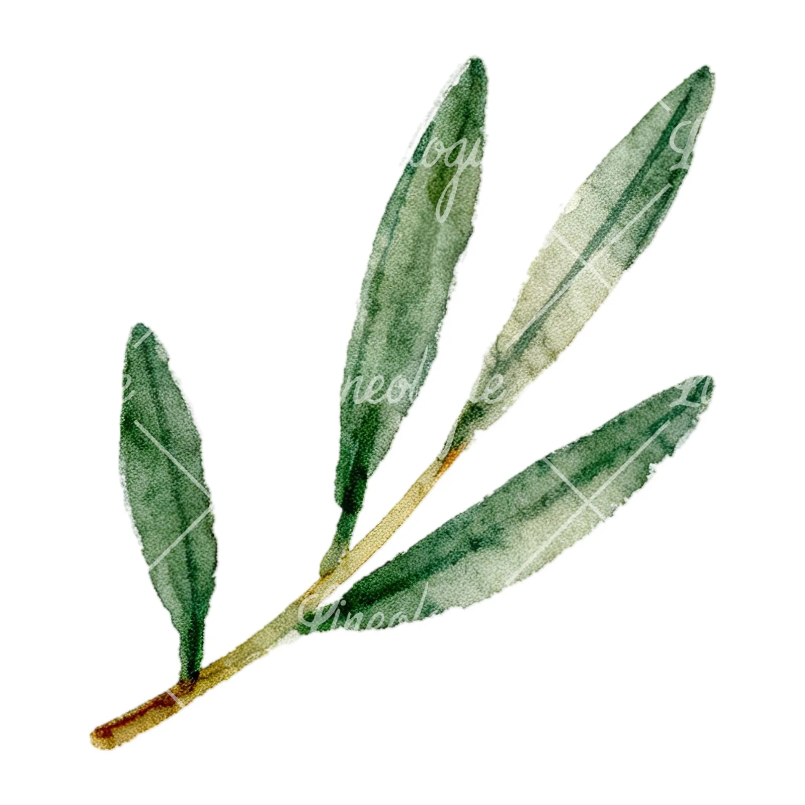 Watercolor olive branch with slender leaves clipart 9 of 12 on a white background (JPG)