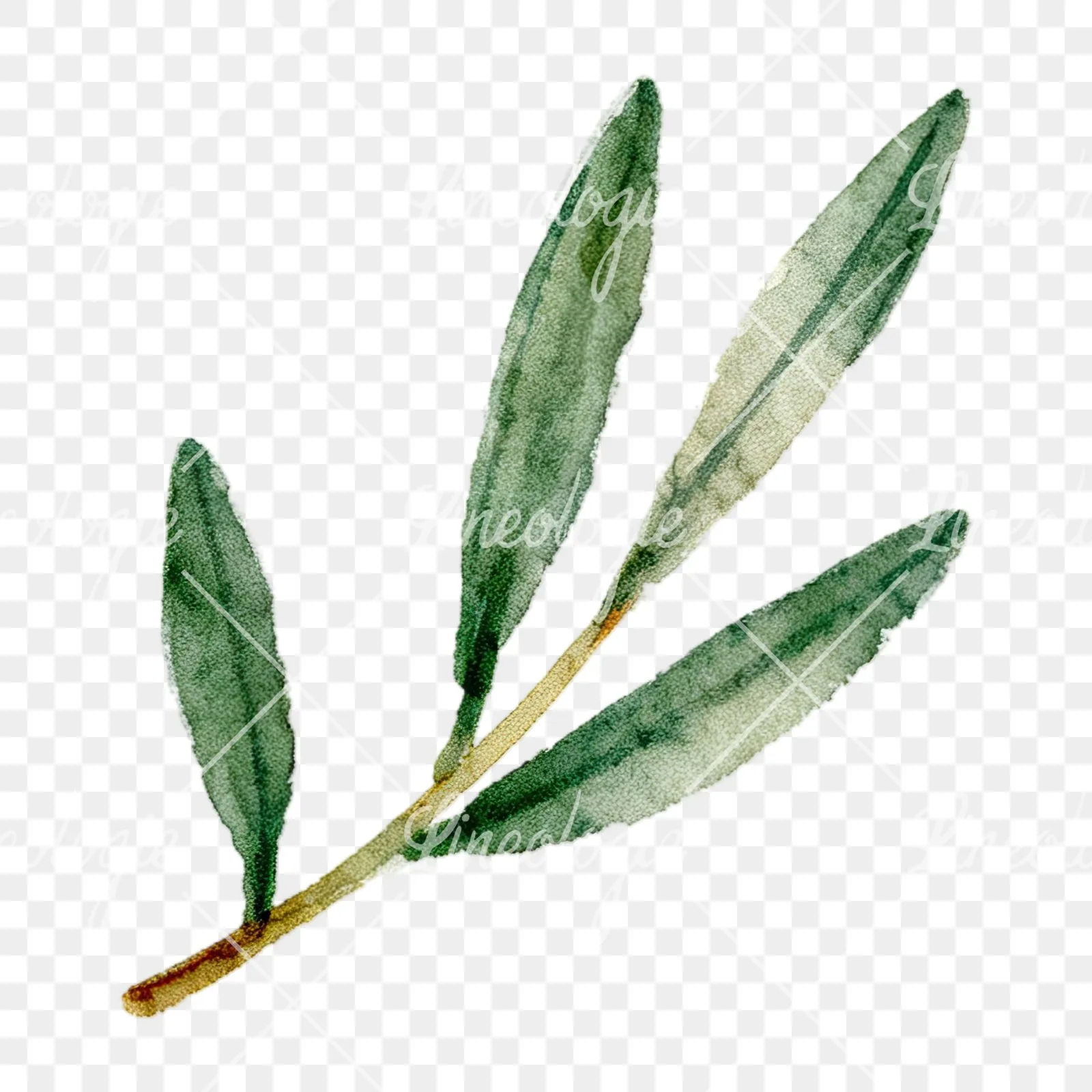 Watercolor olive branch with slender leaves clipart 9 of 12 on a transparent background (PNG)