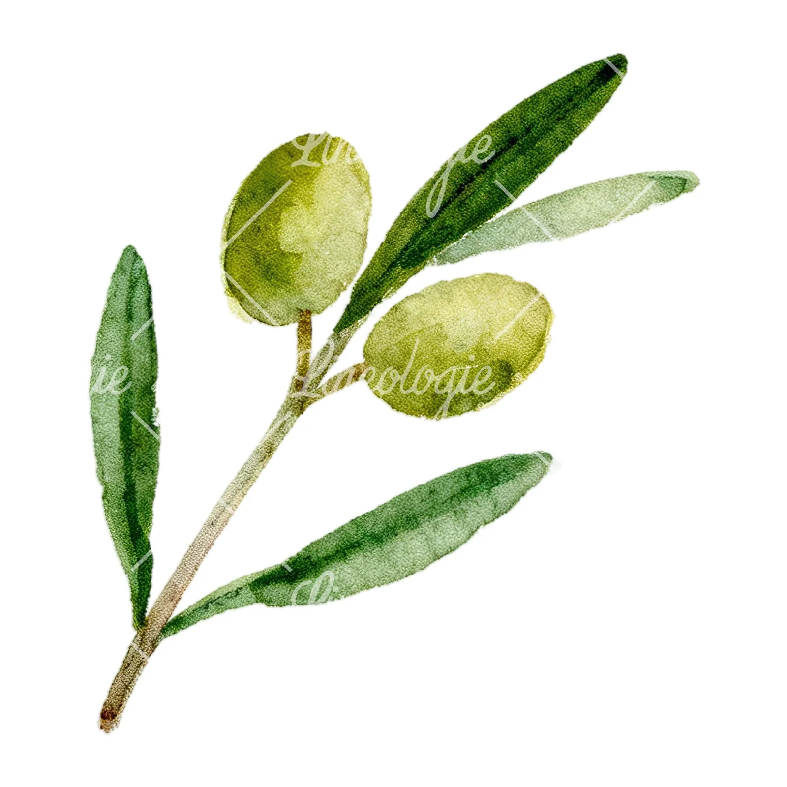 Watercolor olive branch with slender leaves clipart 10 of 12 on a white background (JPG)