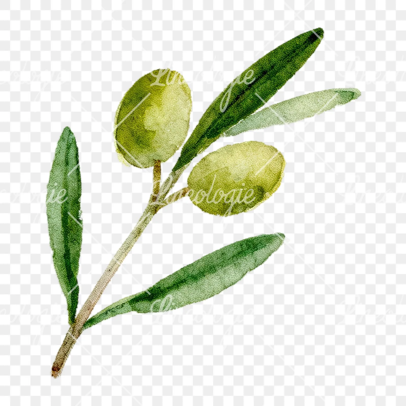 Watercolor olive branch with slender leaves clipart 10 of 12 on a transparent background (PNG)