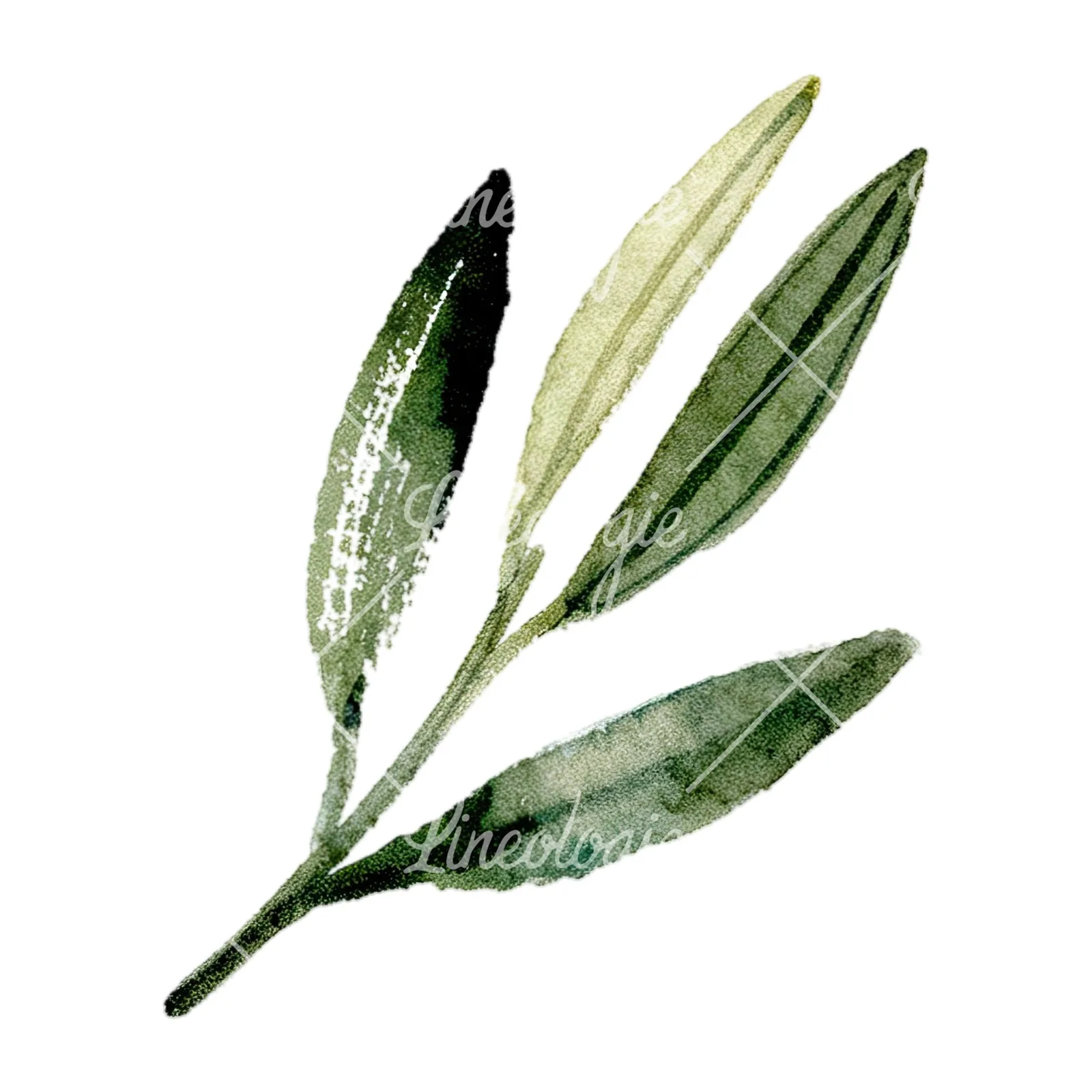 Watercolor olive branch with slender leaves clipart 11 of 12 on a white background (JPG)