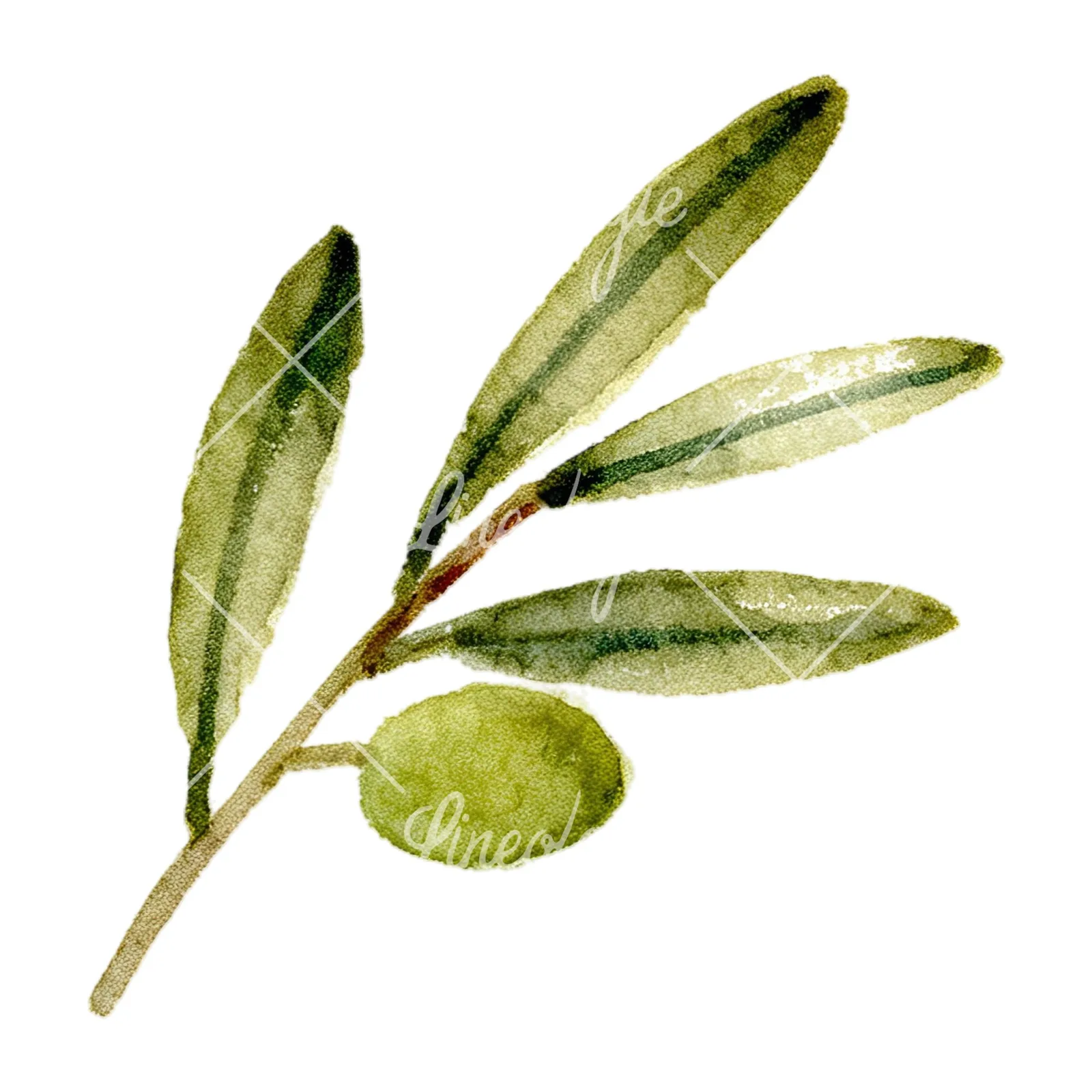 Watercolor olive branch with slender leaves clipart 12 of 12 on a white background (JPG)