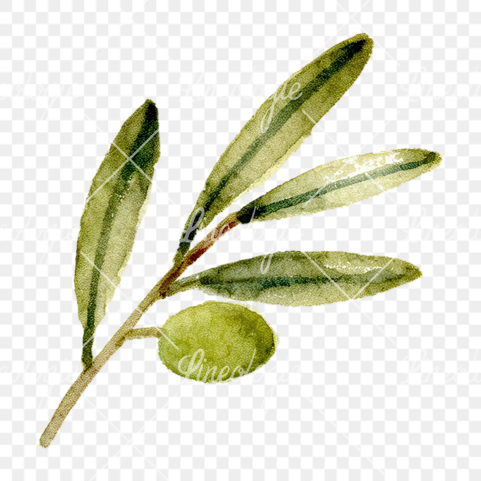 Watercolor olive branch with slender leaves clipart 12 of 12 on a transparent background (PNG)