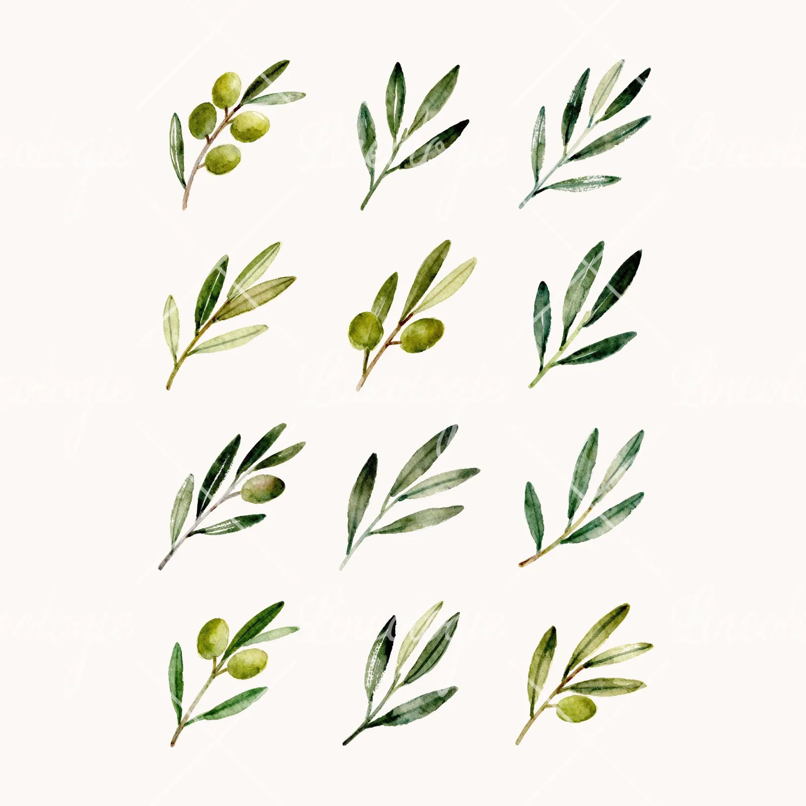Watercolor Olive Branch with Slender Leaves Clipart, all 12 illustrations in the pack