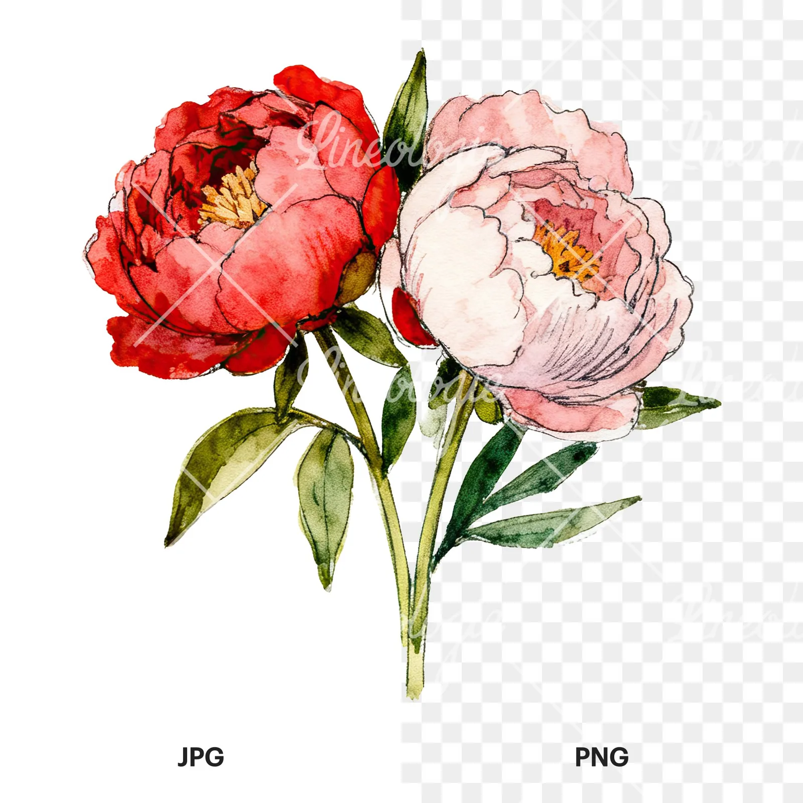 Watercolor pink and red peony bouquet clipart 4 of 12, as a JPG on white and a transparent PNG