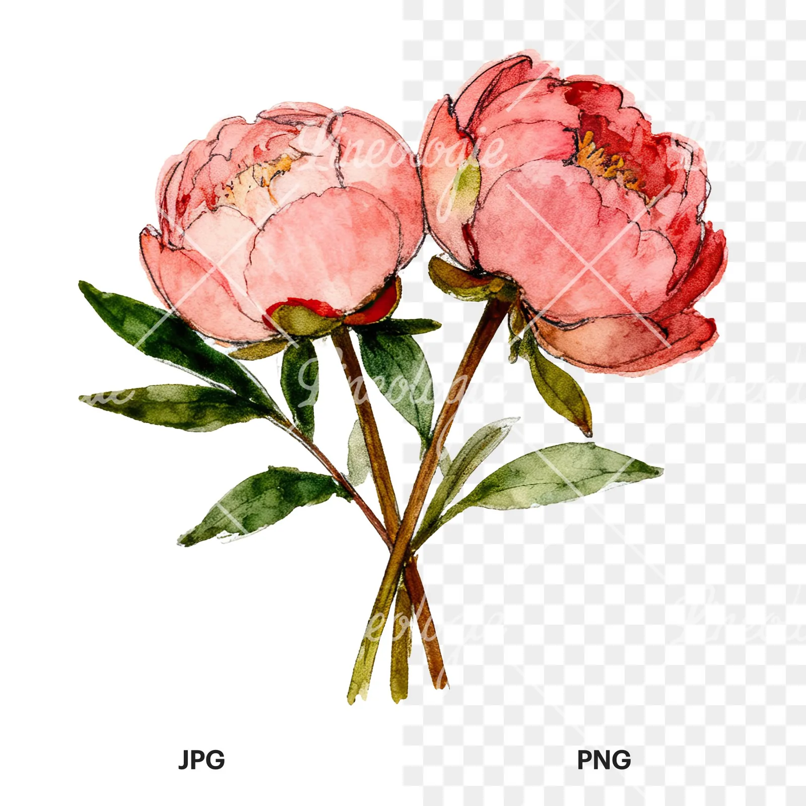 Watercolor pink and red peony bouquet clipart 5 of 12, as a JPG on white and a transparent PNG