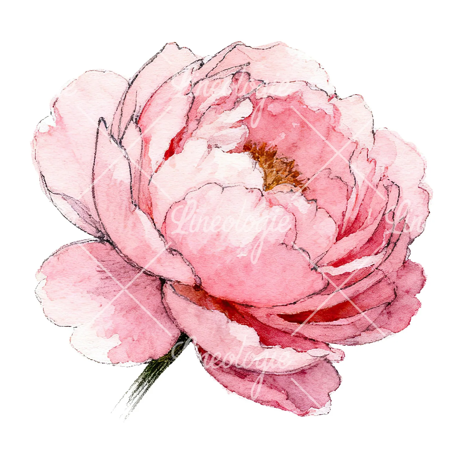 Watercolor pink and purple peony bloom clipart 1 of 12 on a white background (JPG)