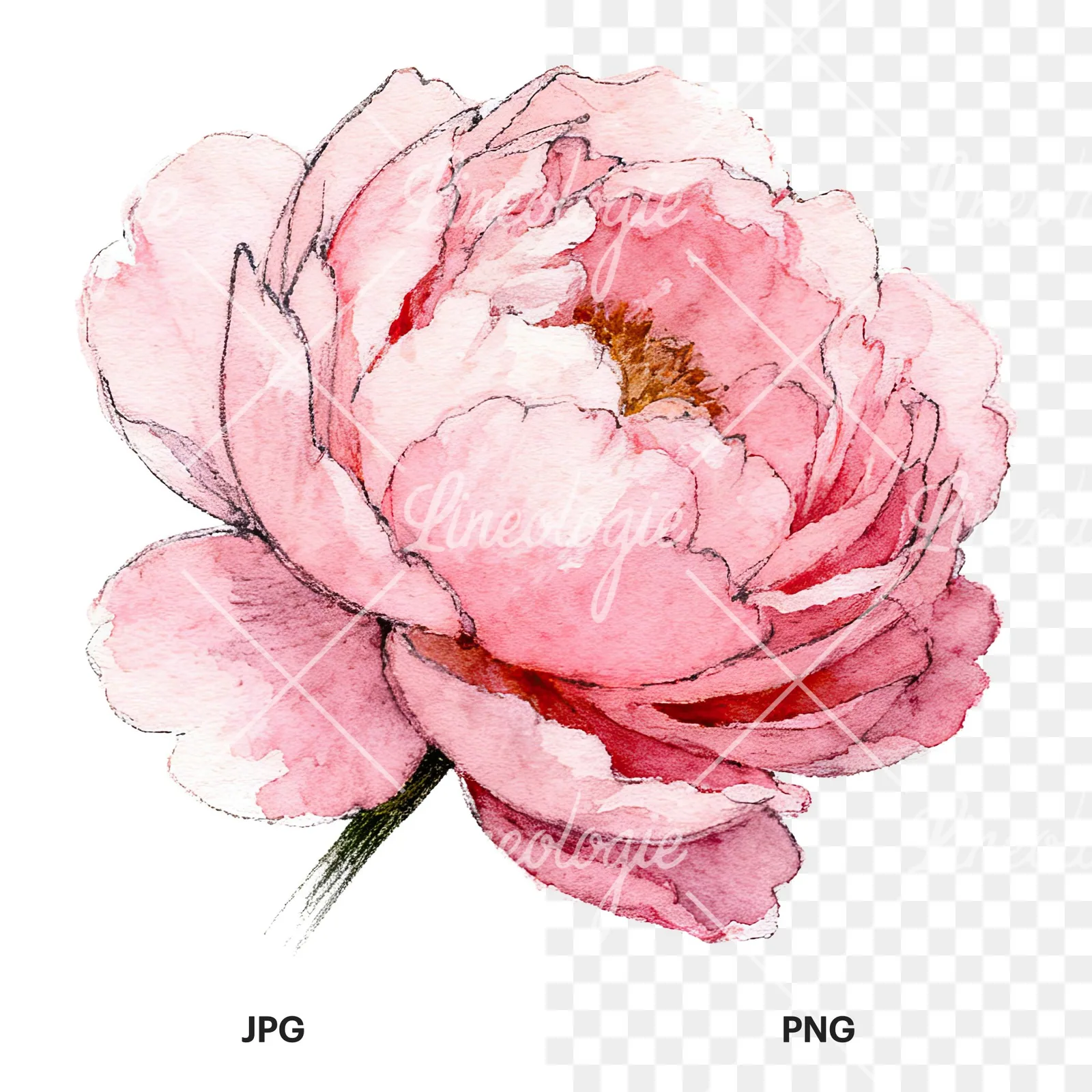 Watercolor pink and purple peony bloom clipart 1 of 12, as a JPG on white and a transparent PNG