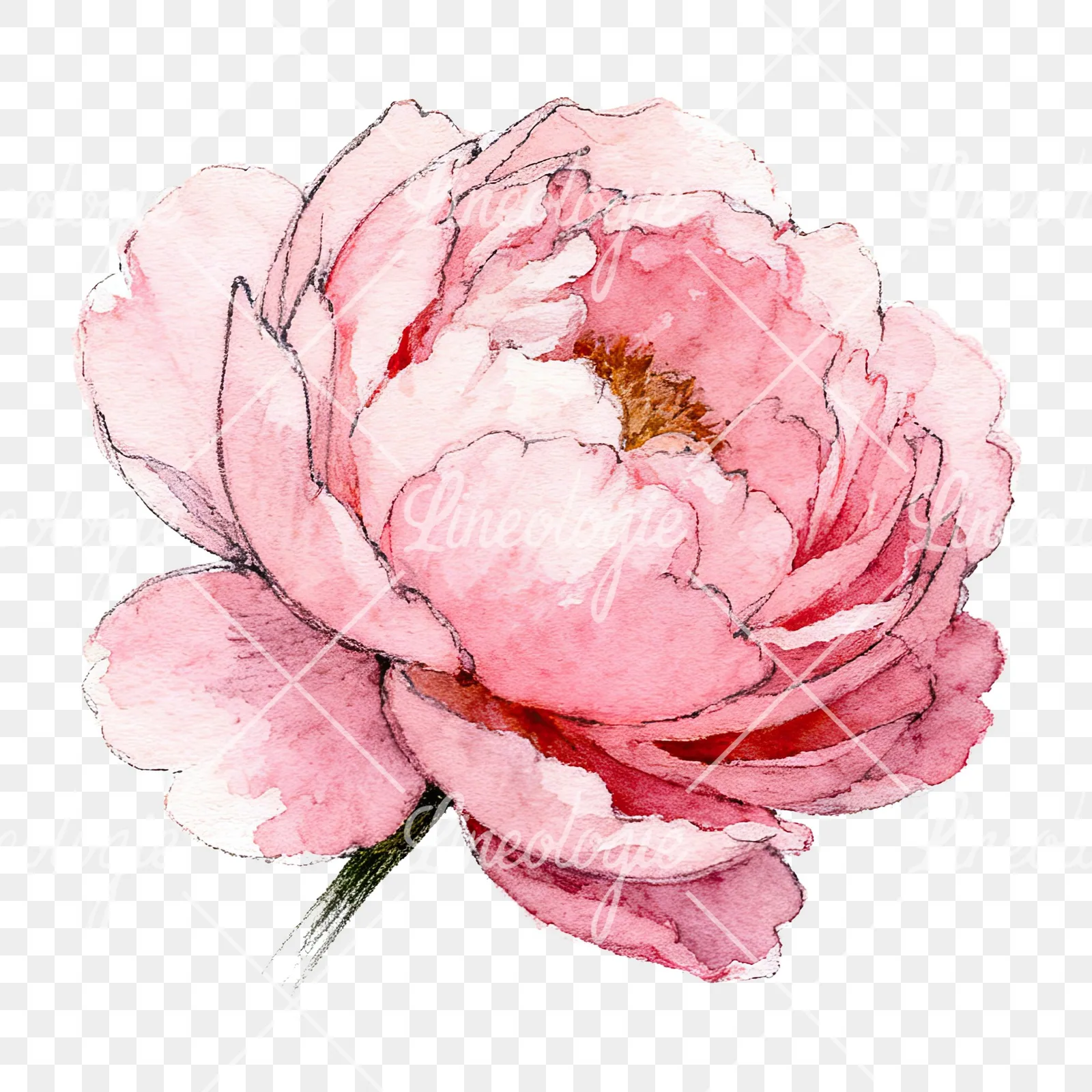 Watercolor pink and purple peony bloom clipart 1 of 12 on a transparent background (PNG)