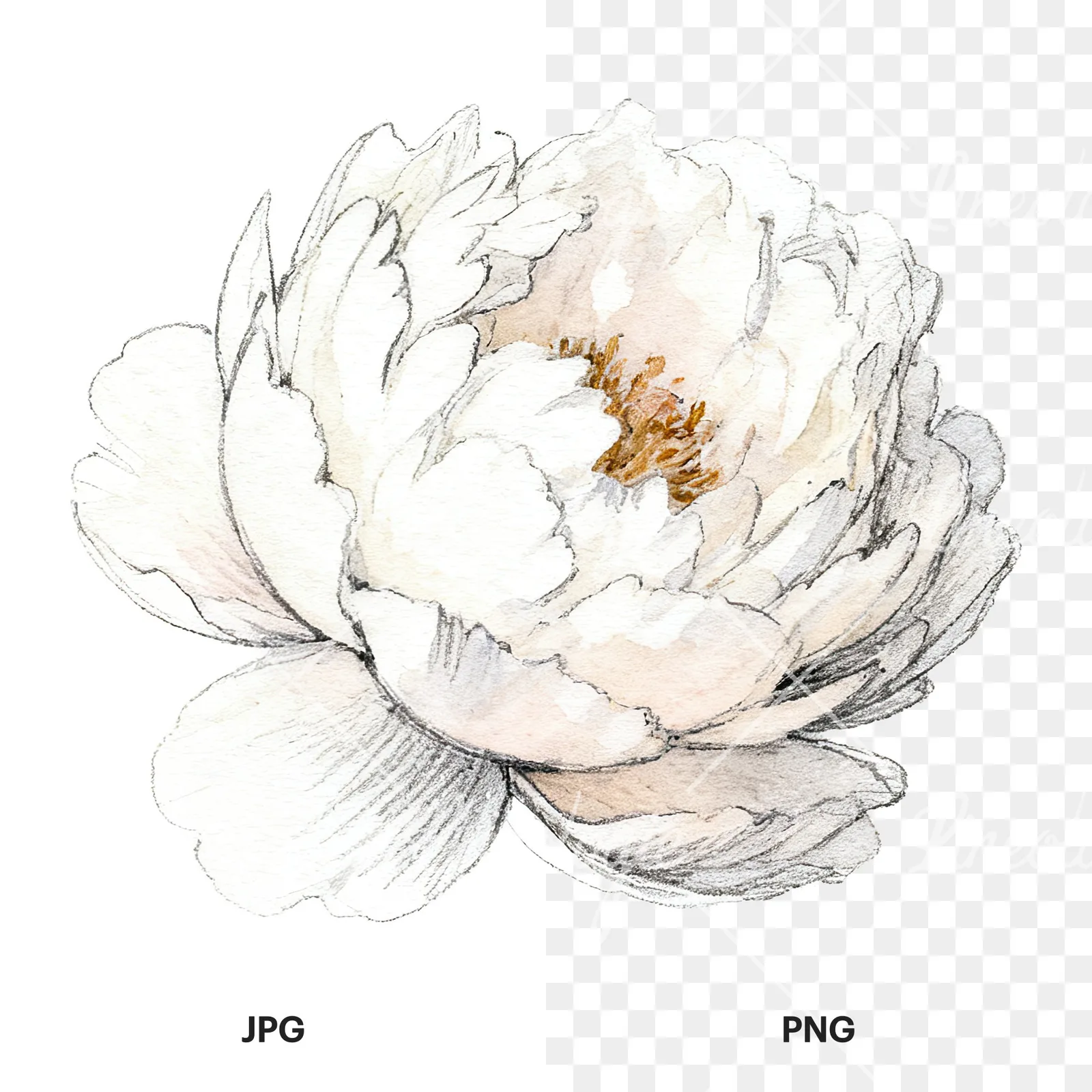 Watercolor pink and purple peony bloom clipart 2 of 12, as a JPG on white and a transparent PNG