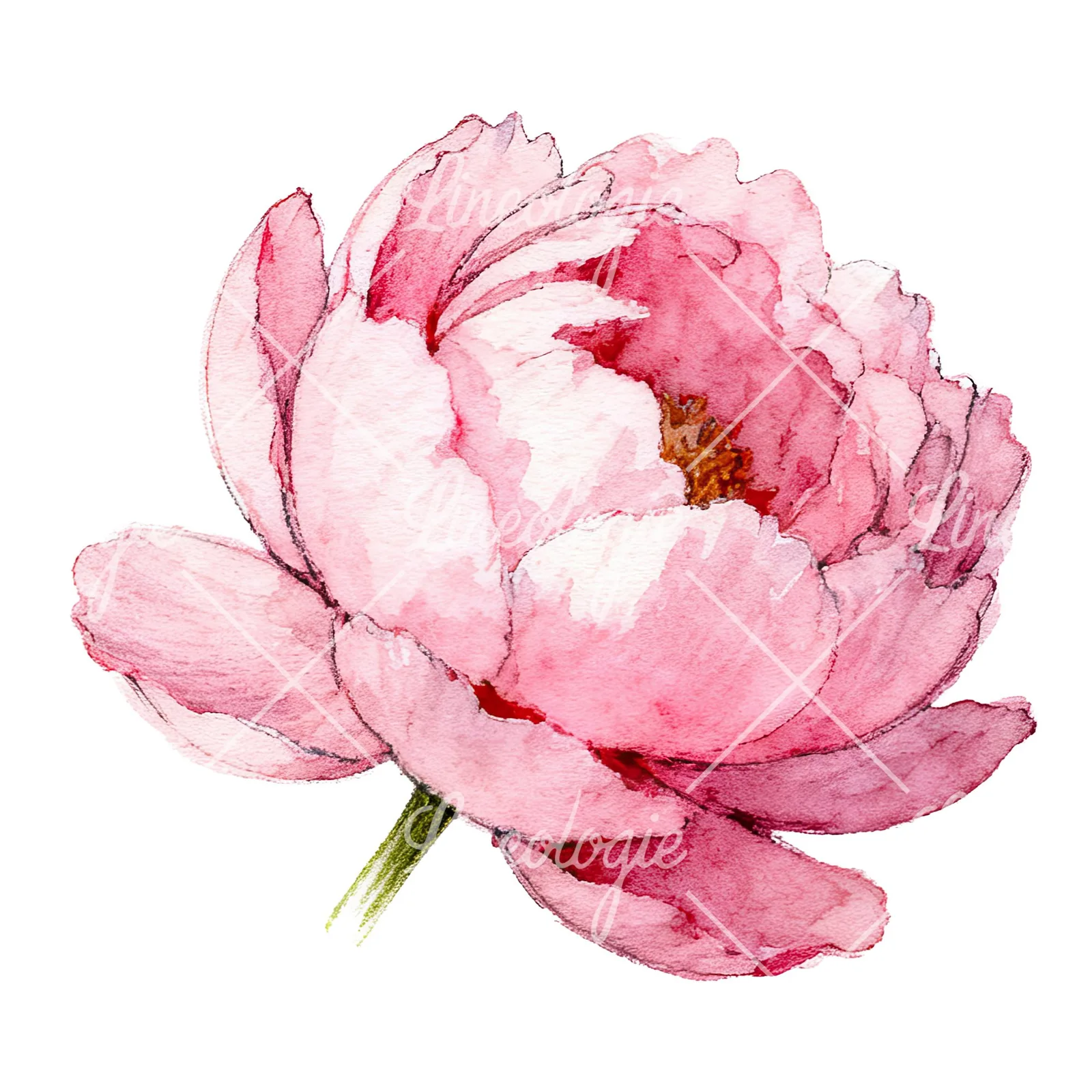 Watercolor pink and purple peony bloom clipart 3 of 12 on a white background (JPG)