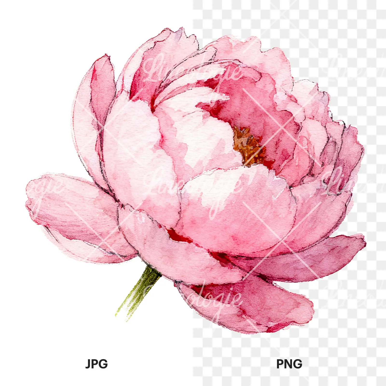 Watercolor pink and purple peony bloom clipart 3 of 12, as a JPG on white and a transparent PNG