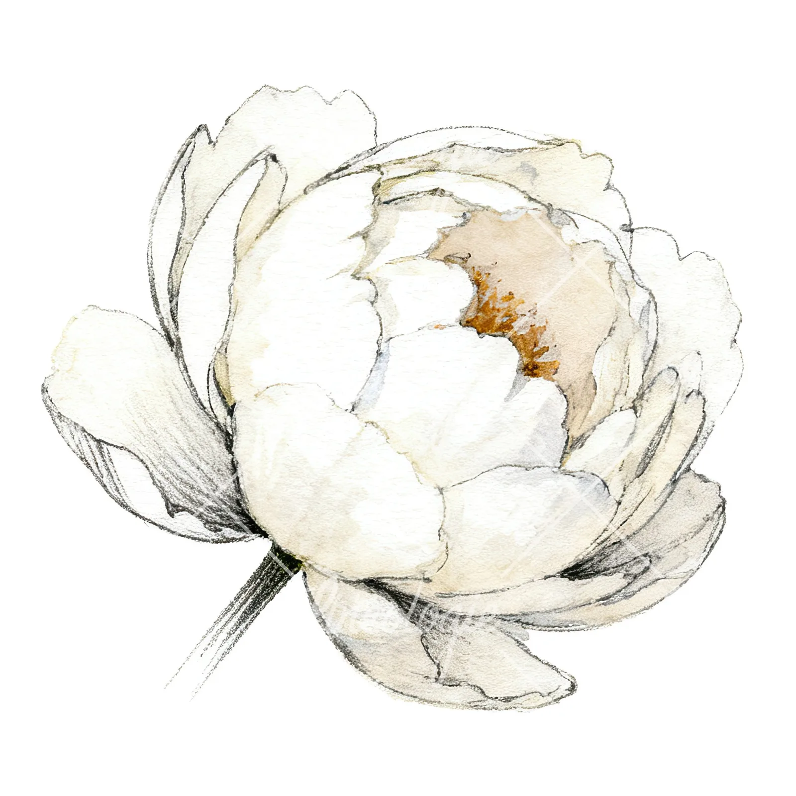 Watercolor pink and purple peony bloom clipart 4 of 12 on a white background (JPG)