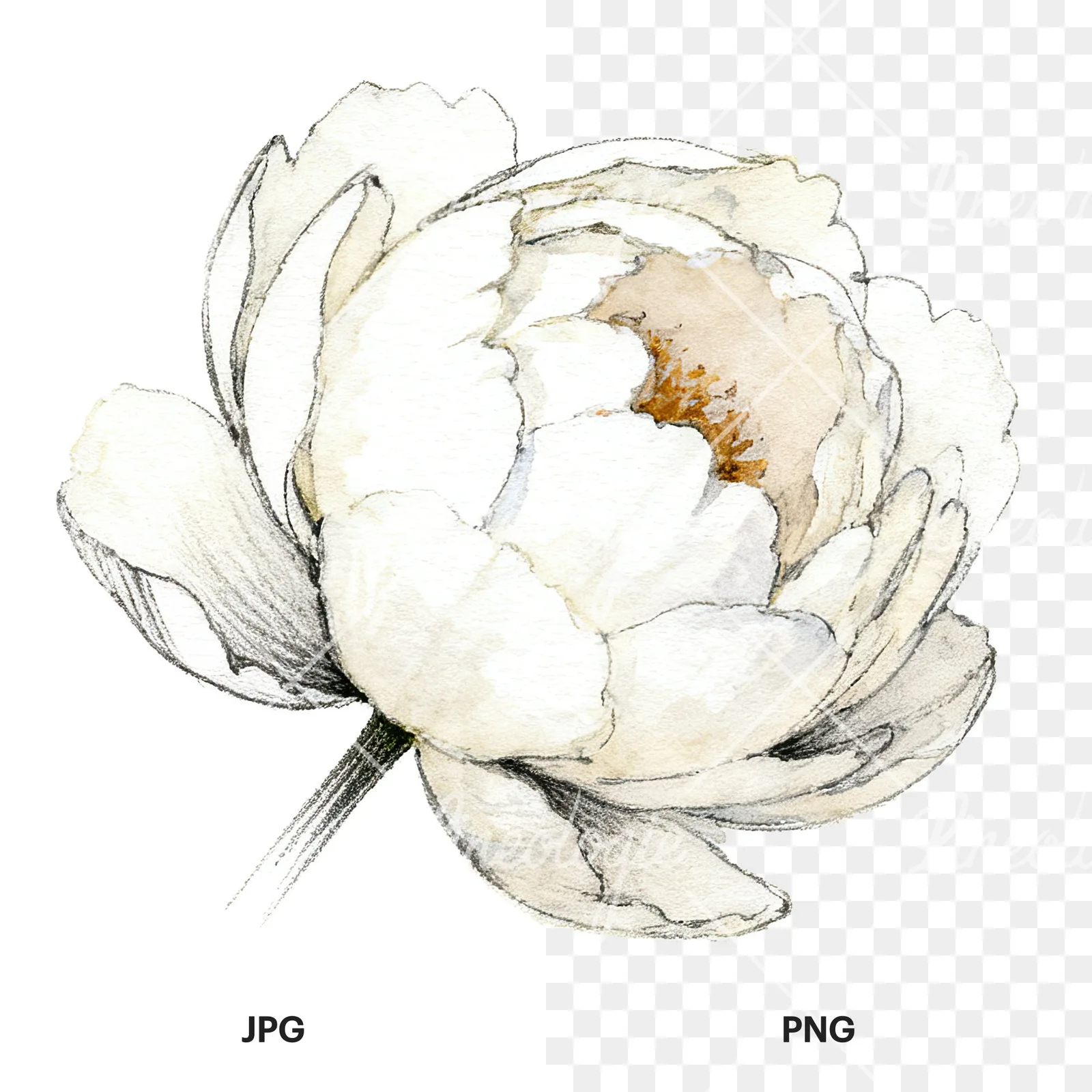 Watercolor pink and purple peony bloom clipart 4 of 12, as a JPG on white and a transparent PNG
