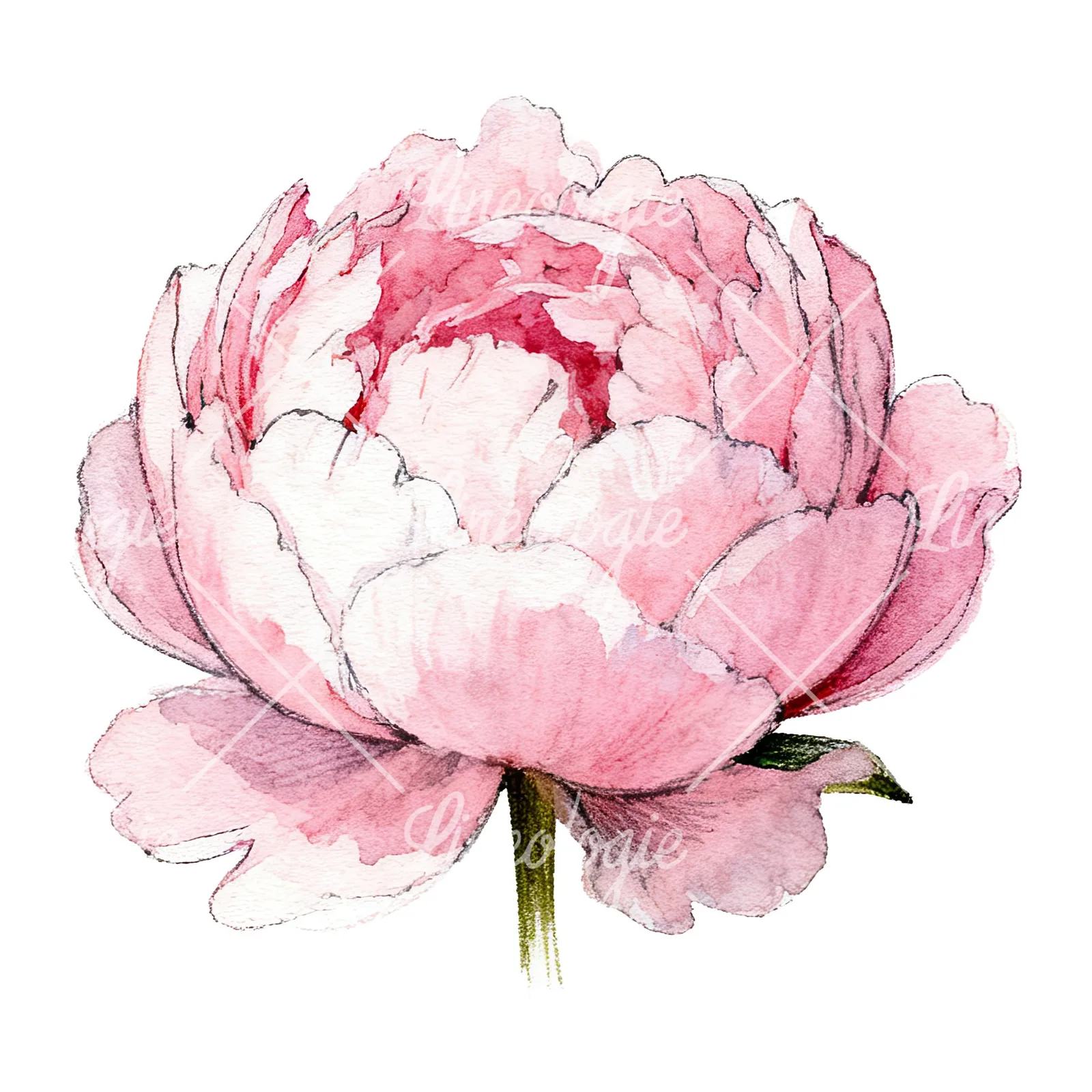 Watercolor pink and purple peony bloom clipart 5 of 12 on a white background (JPG)