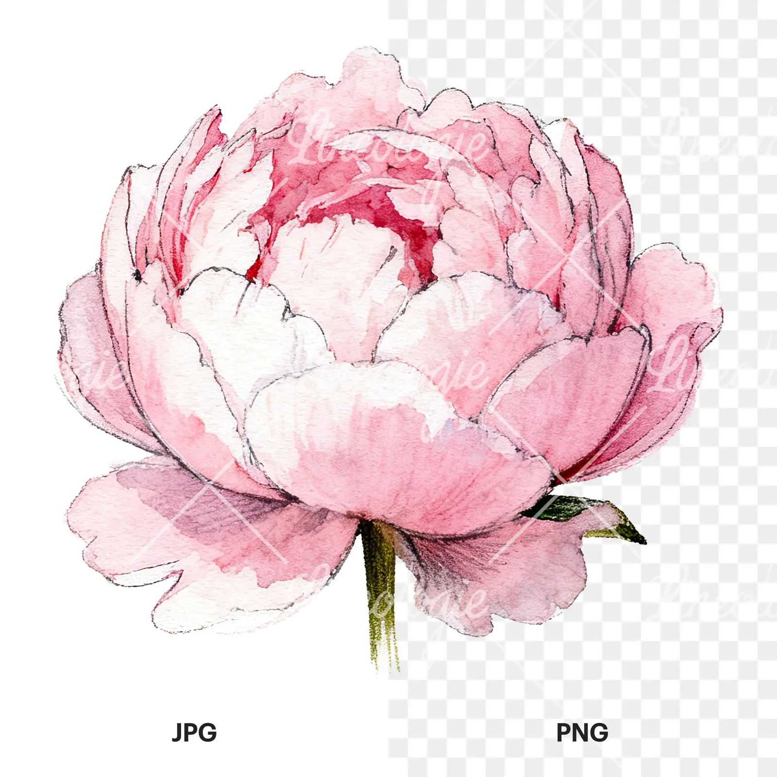 Watercolor pink and purple peony bloom clipart 5 of 12, as a JPG on white and a transparent PNG