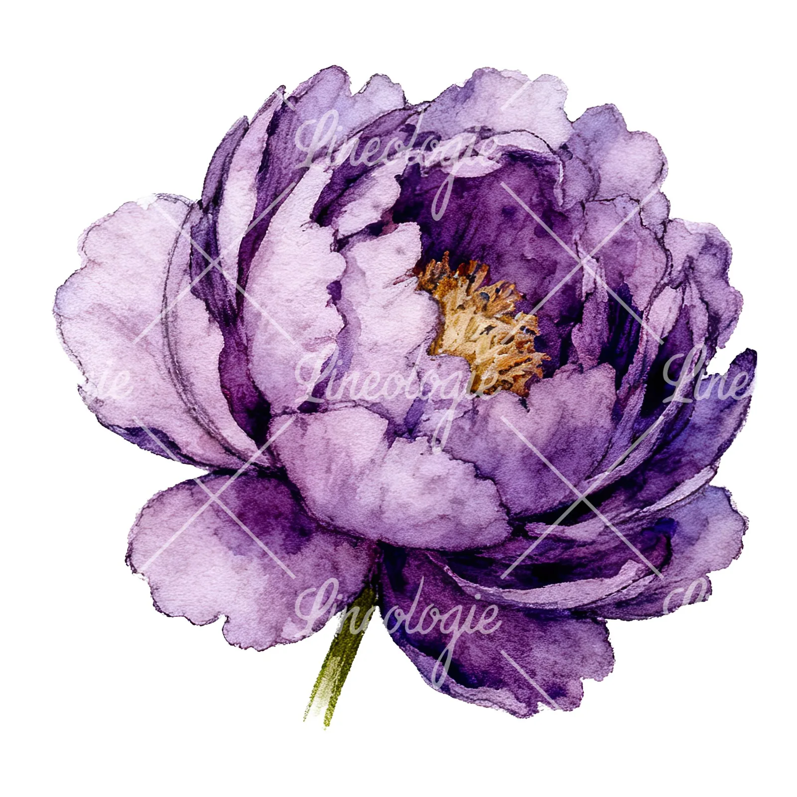 Watercolor pink and purple peony bloom clipart 6 of 12 on a white background (JPG)